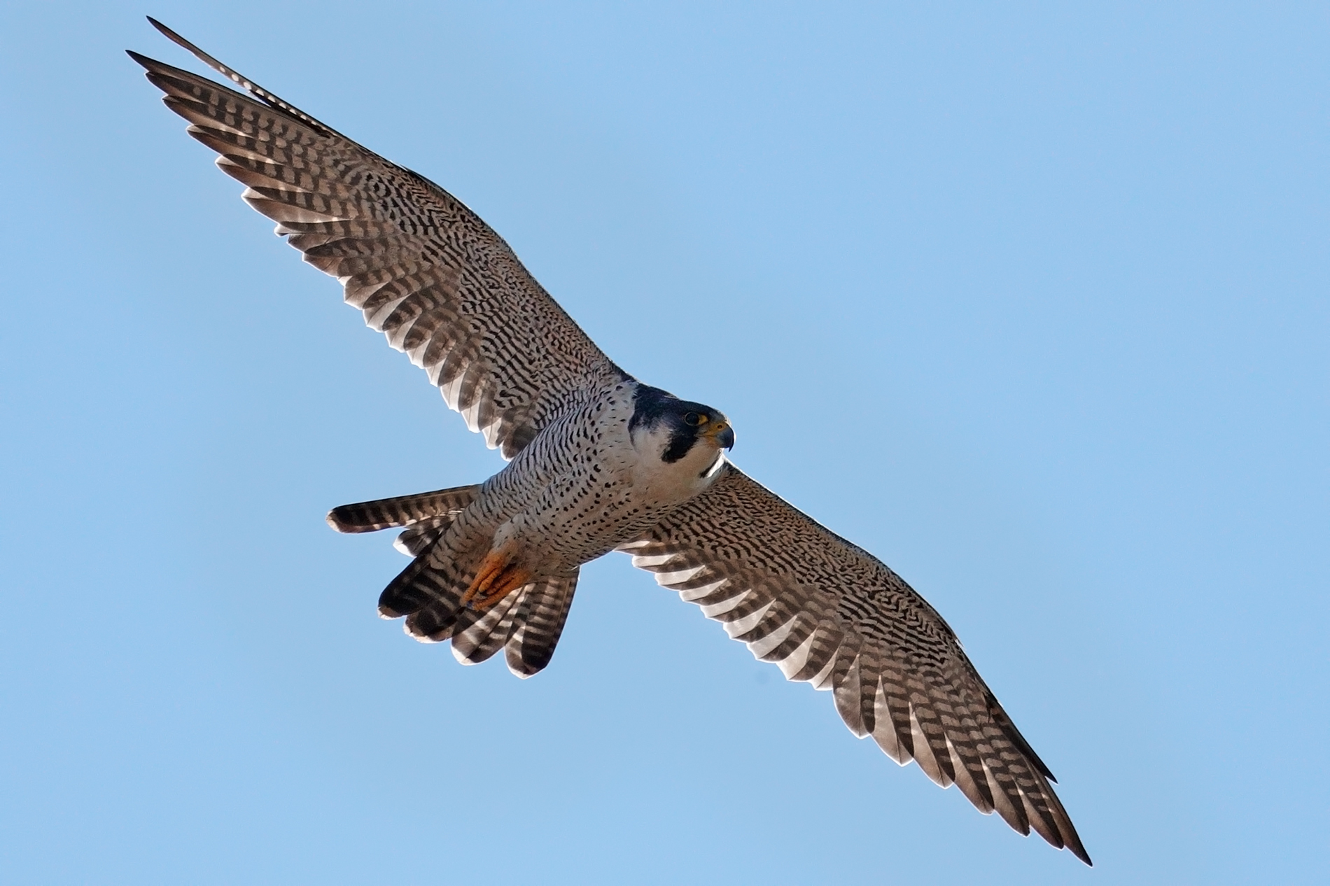 backlighting-Peregrine Falcon