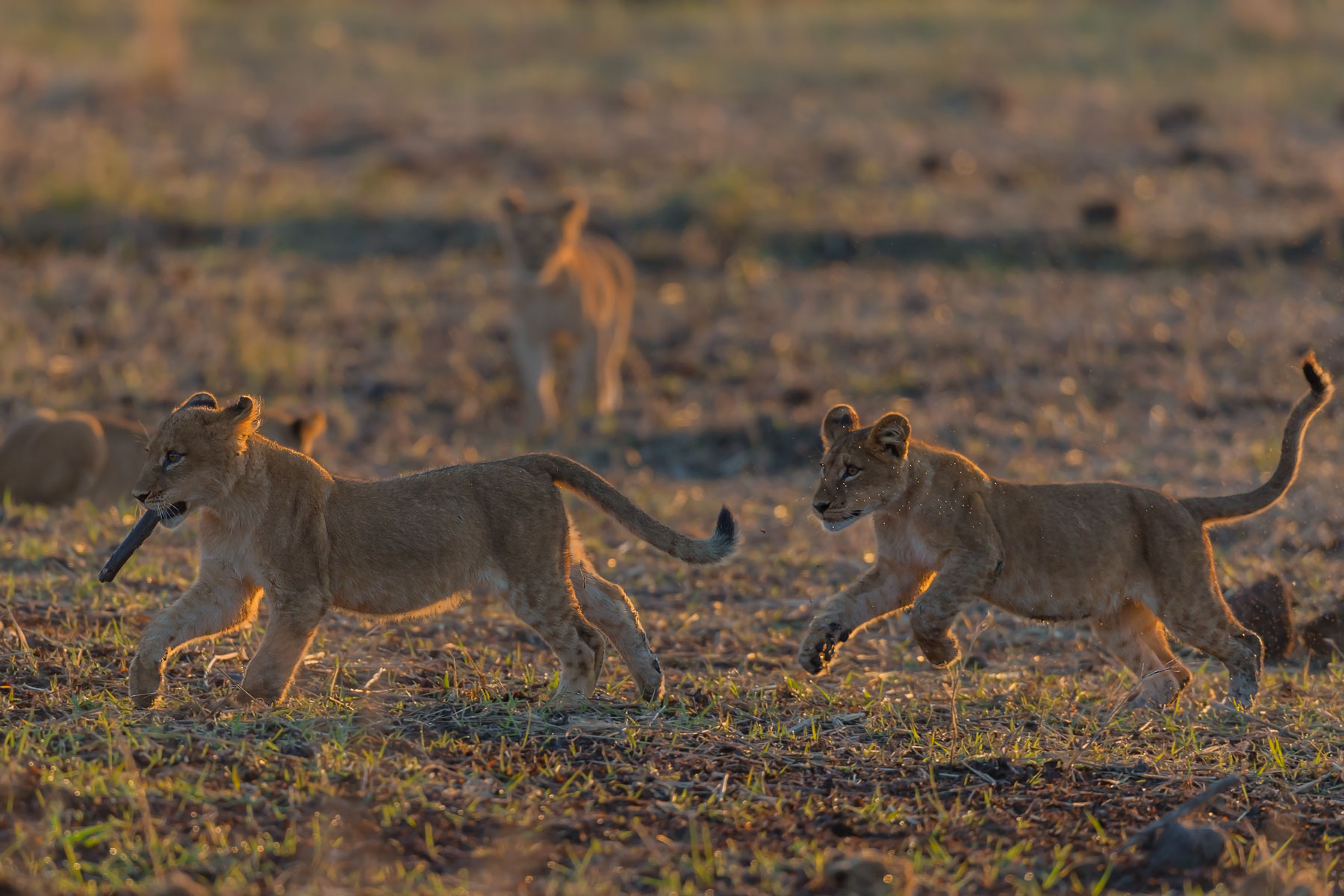 In Africa If you are a lion you wake up... and run.