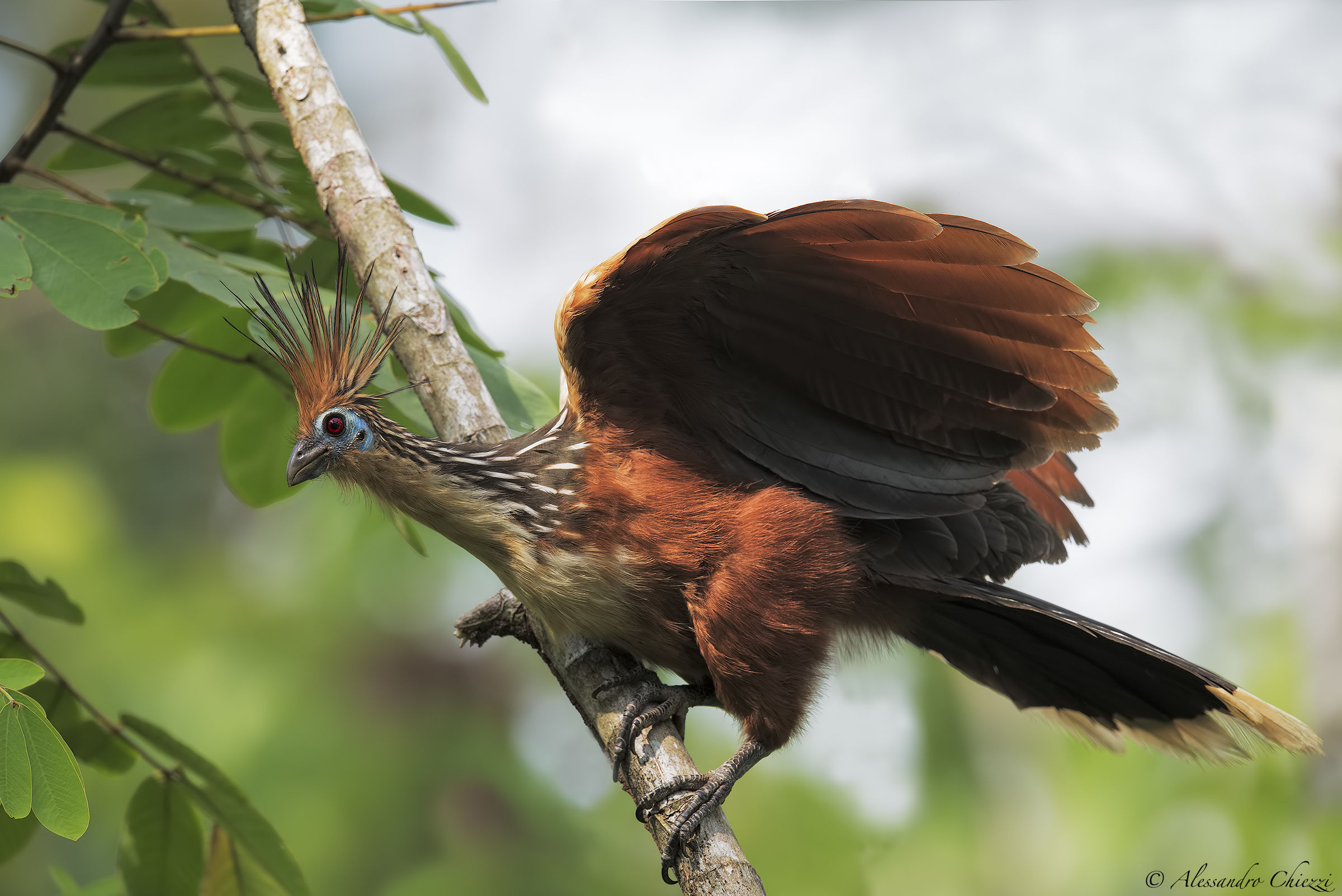 Hoatzin