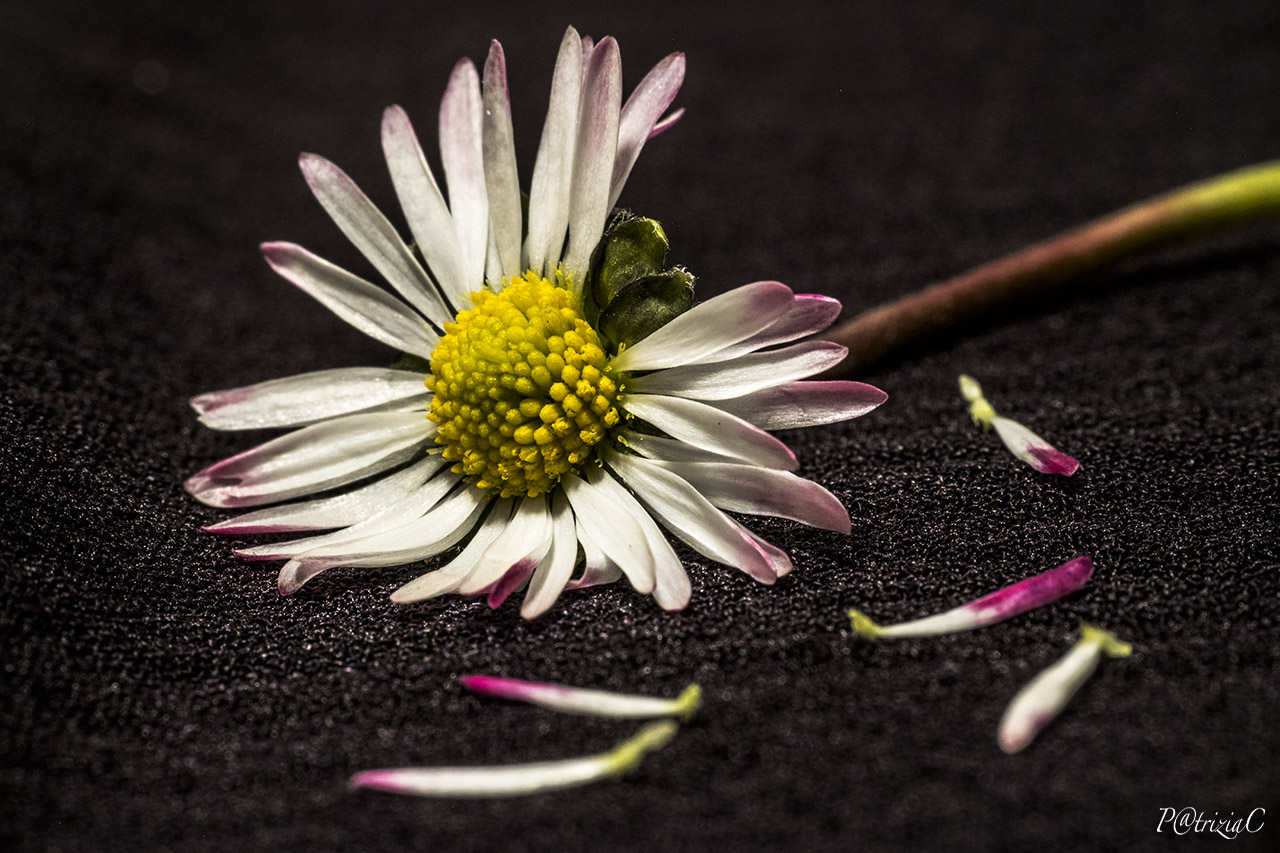 __m'amanonm ' AMA (3)