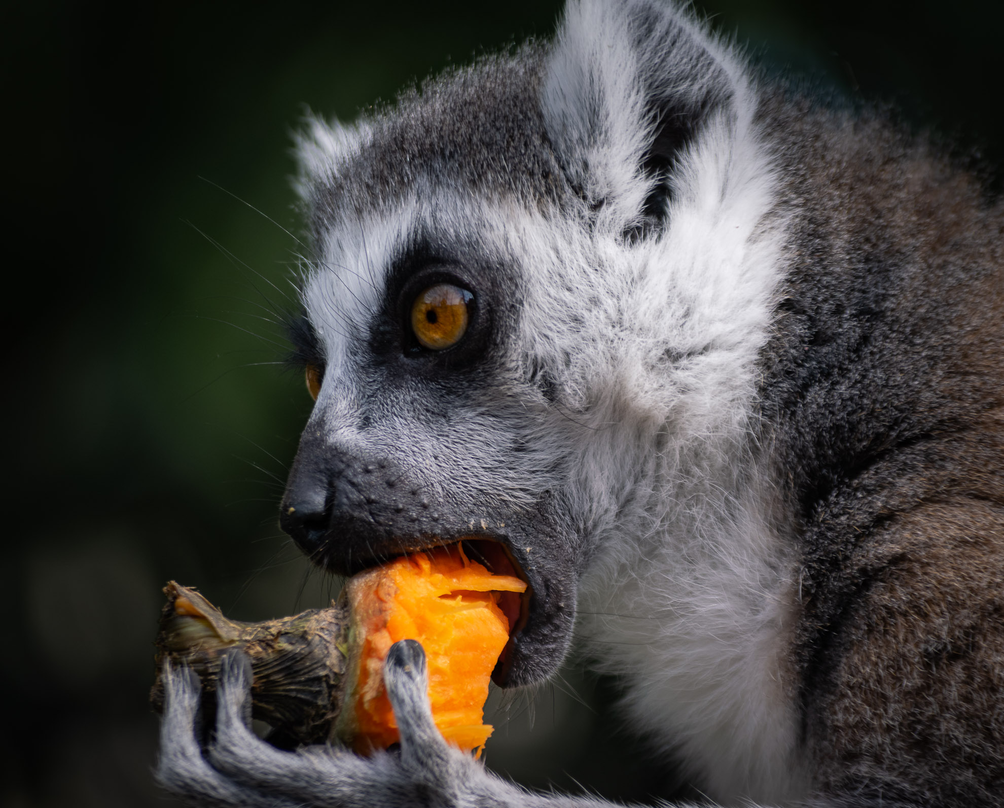 Lemure and his sneak