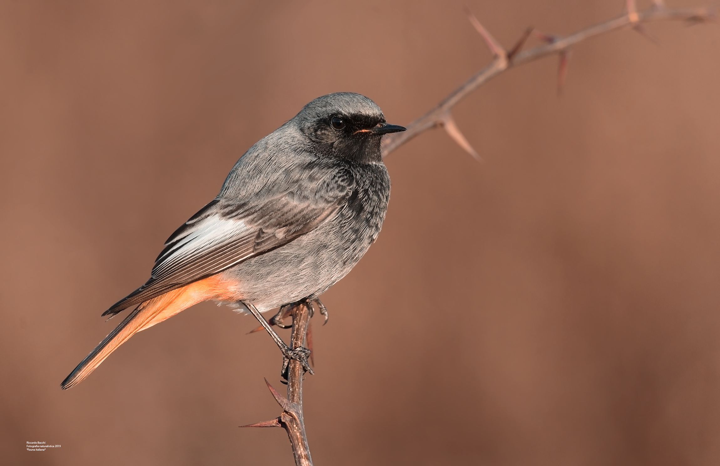 Codirosso Spazzacamino Maschio