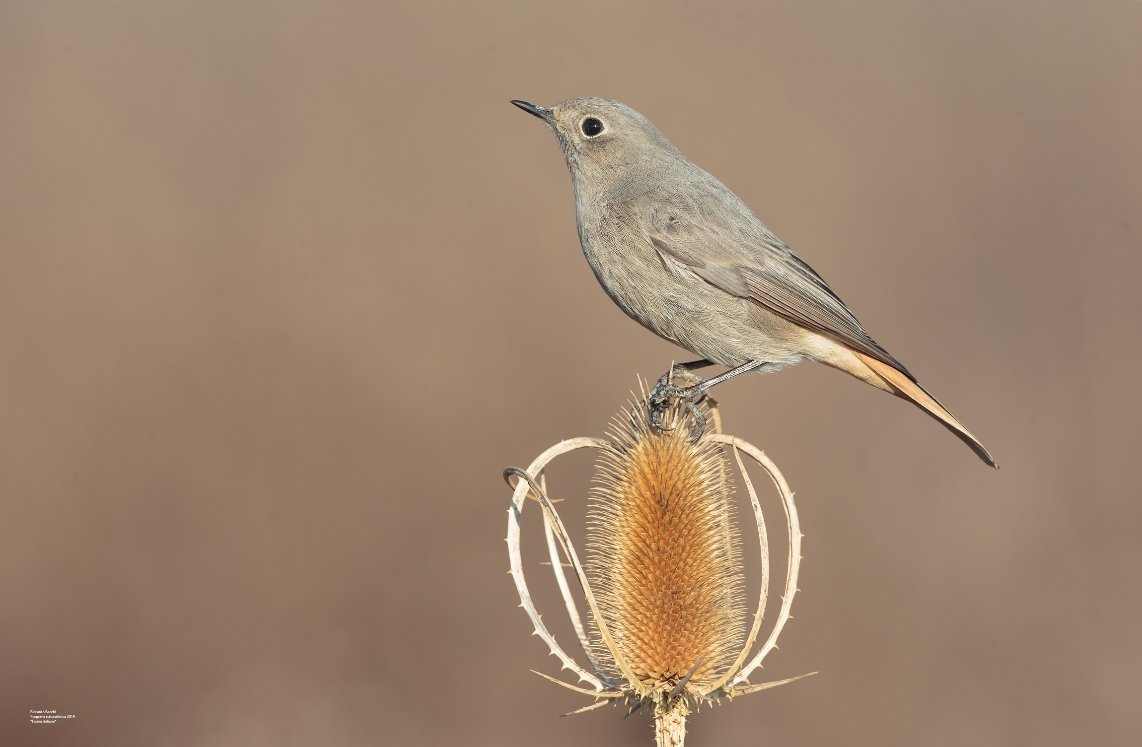Coidirossa e cardo selvatico