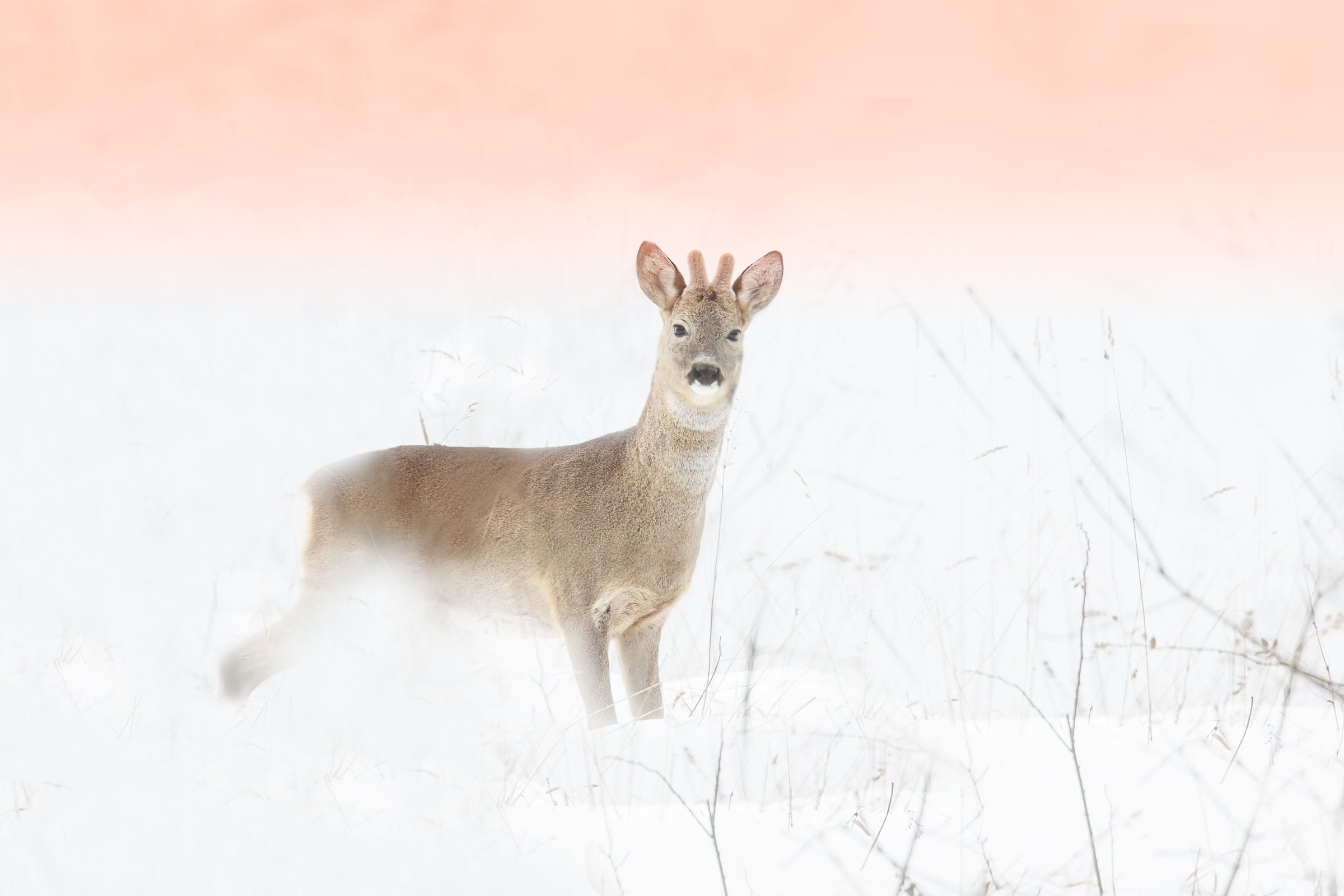High Key roe Deer