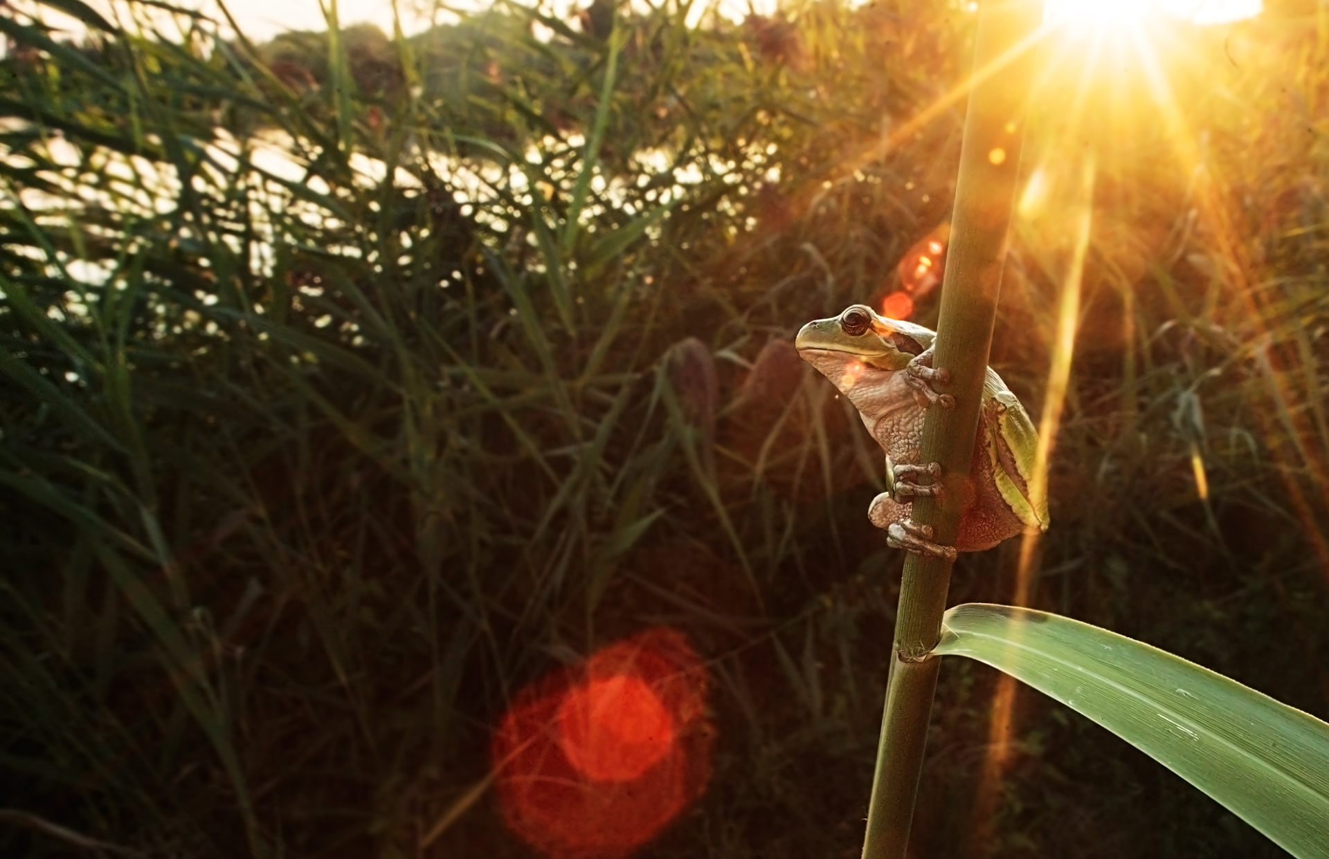 Raganella al Tramonto