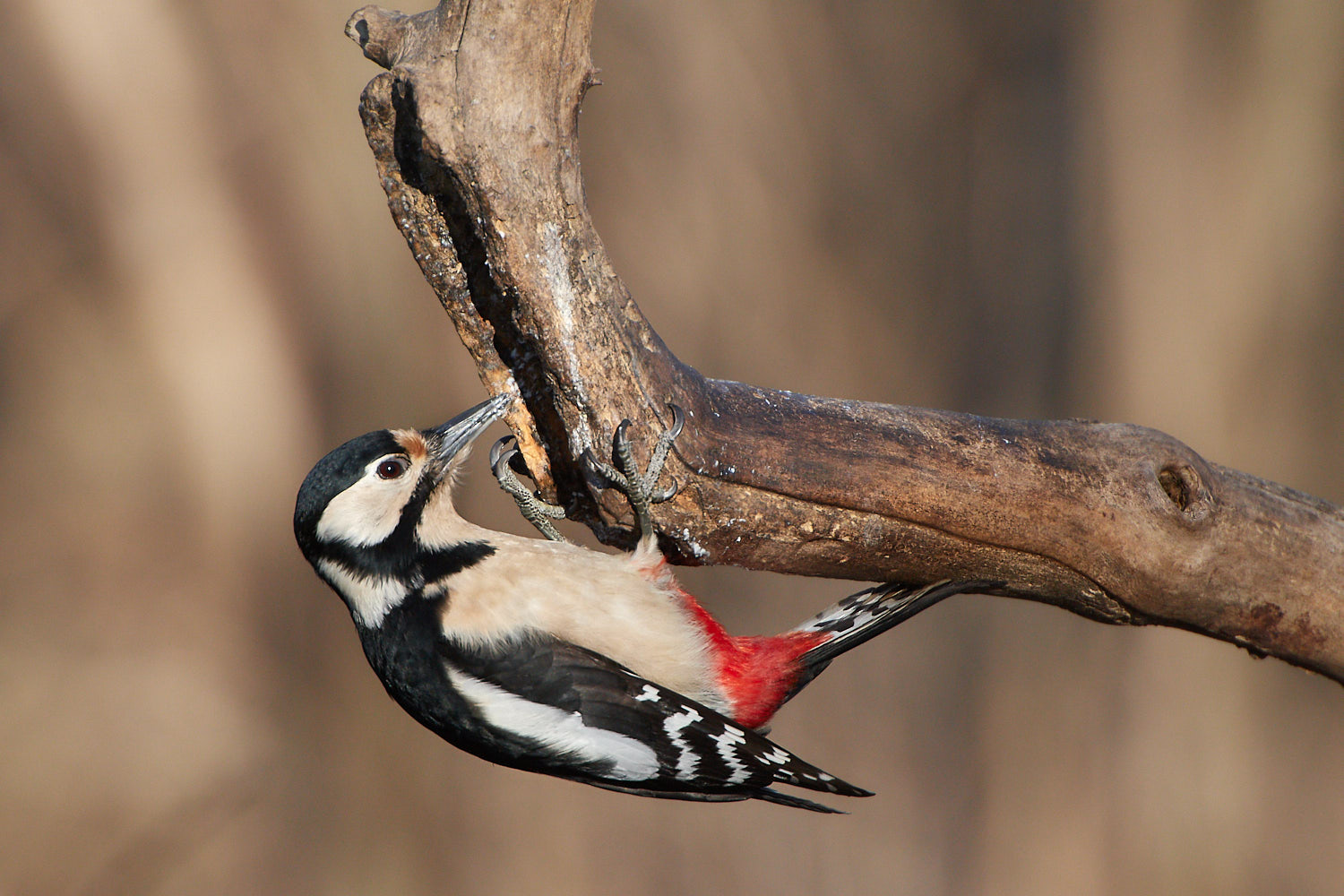 Picchio rosso maggiore
