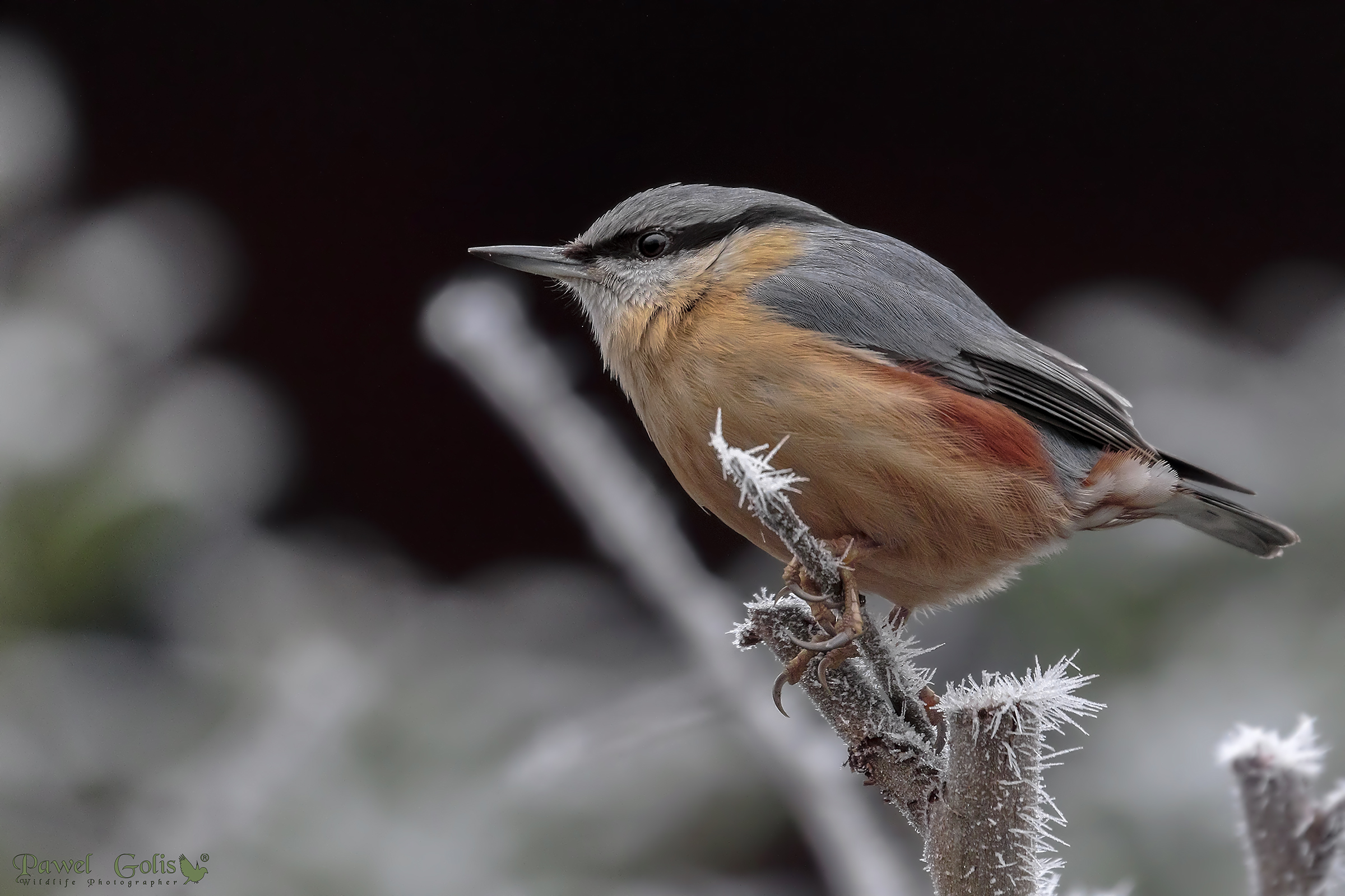 Nuthatch (Sitta europaea)