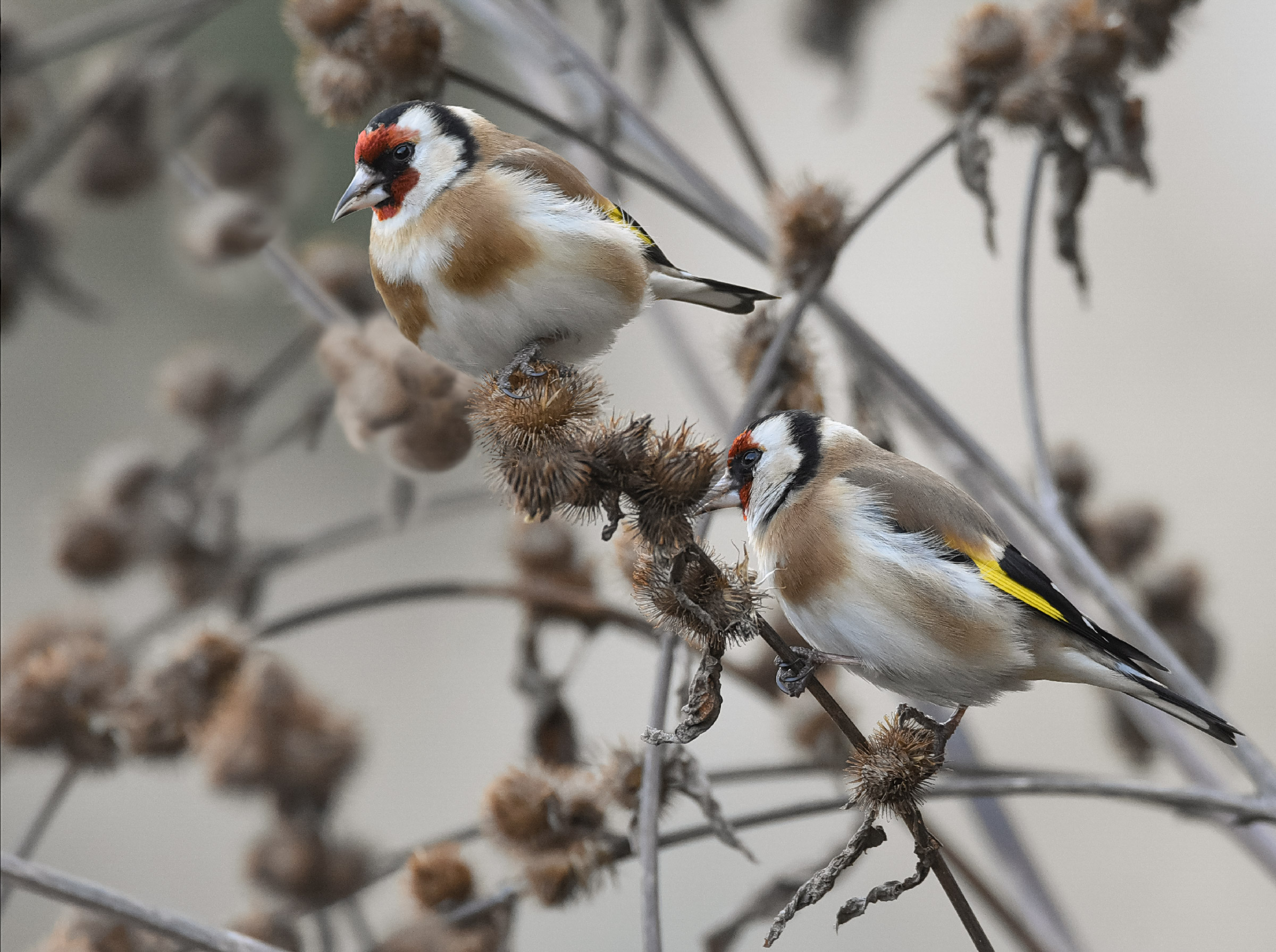 Cardellini su stecco di bardana