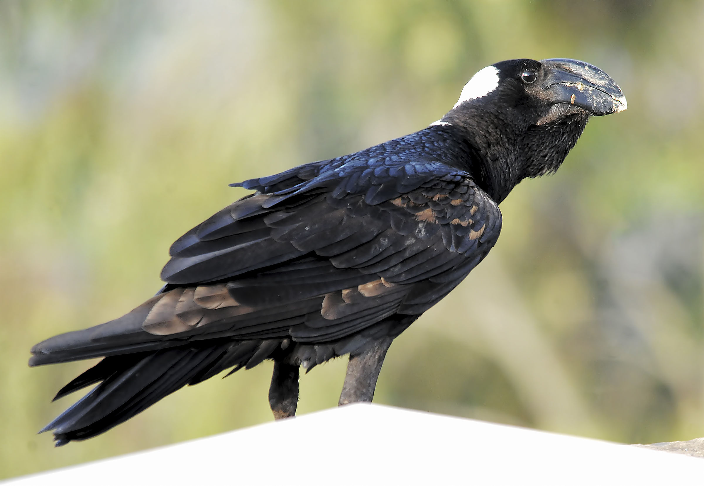 Big-billed Raven