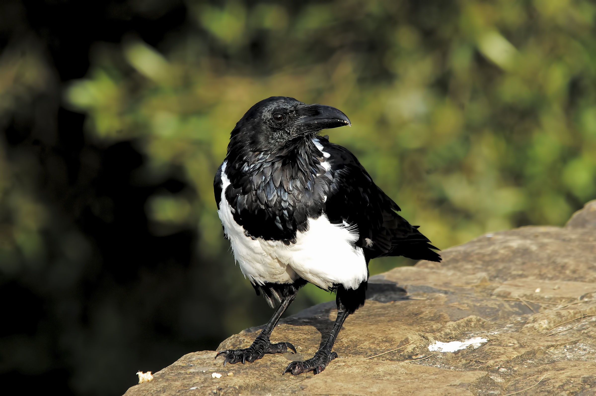 Black and White Crow