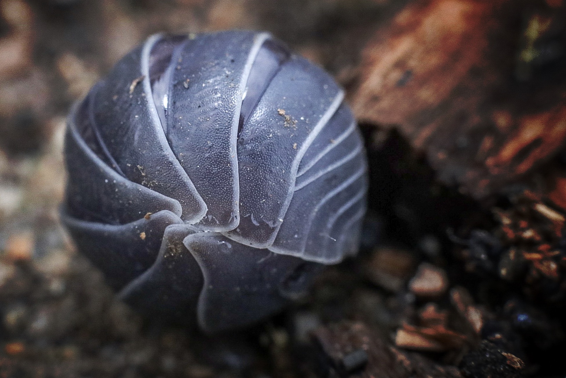 Armadillumvulgare o pirigungia