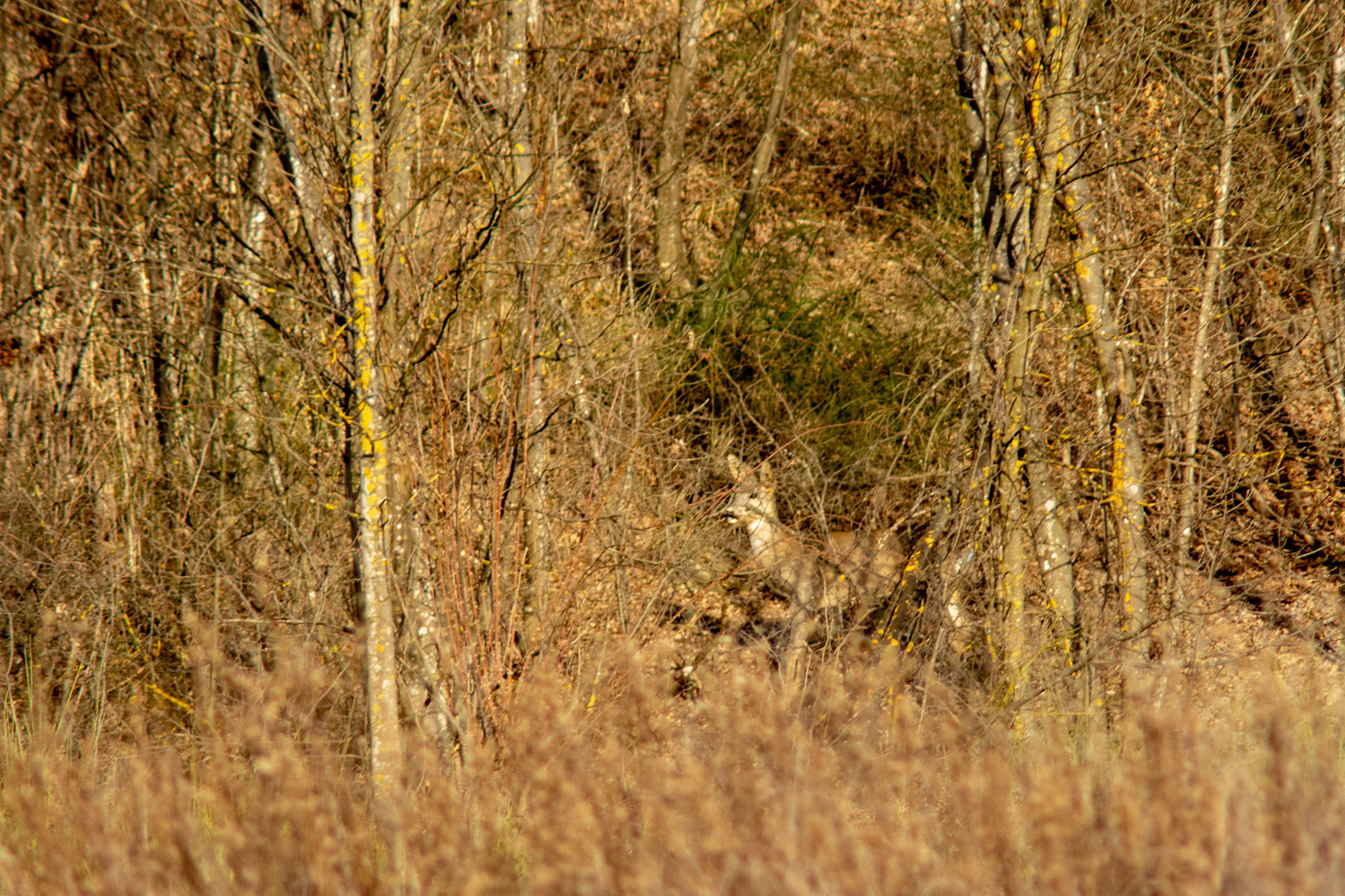 how to learn camouflage