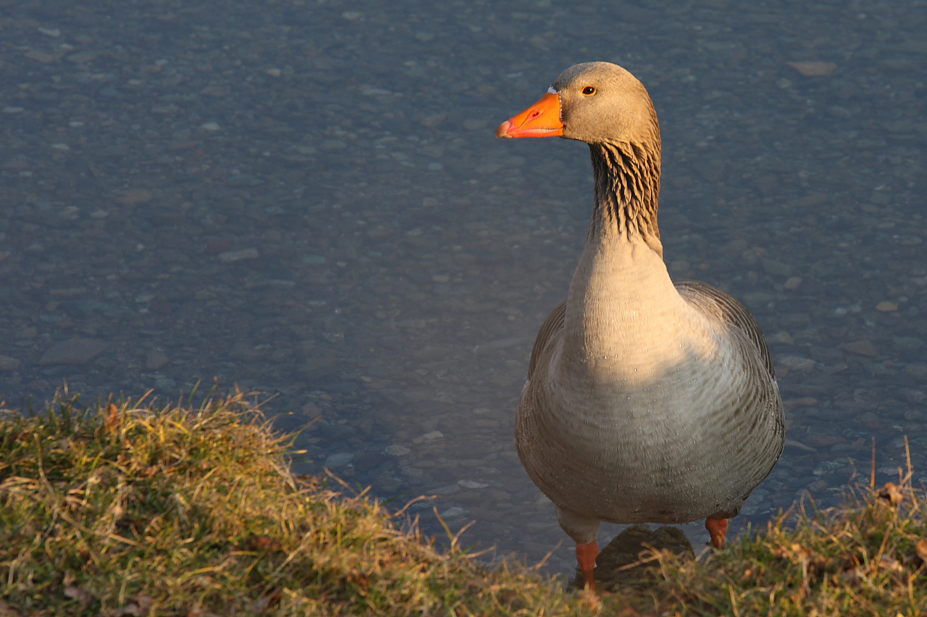Goose