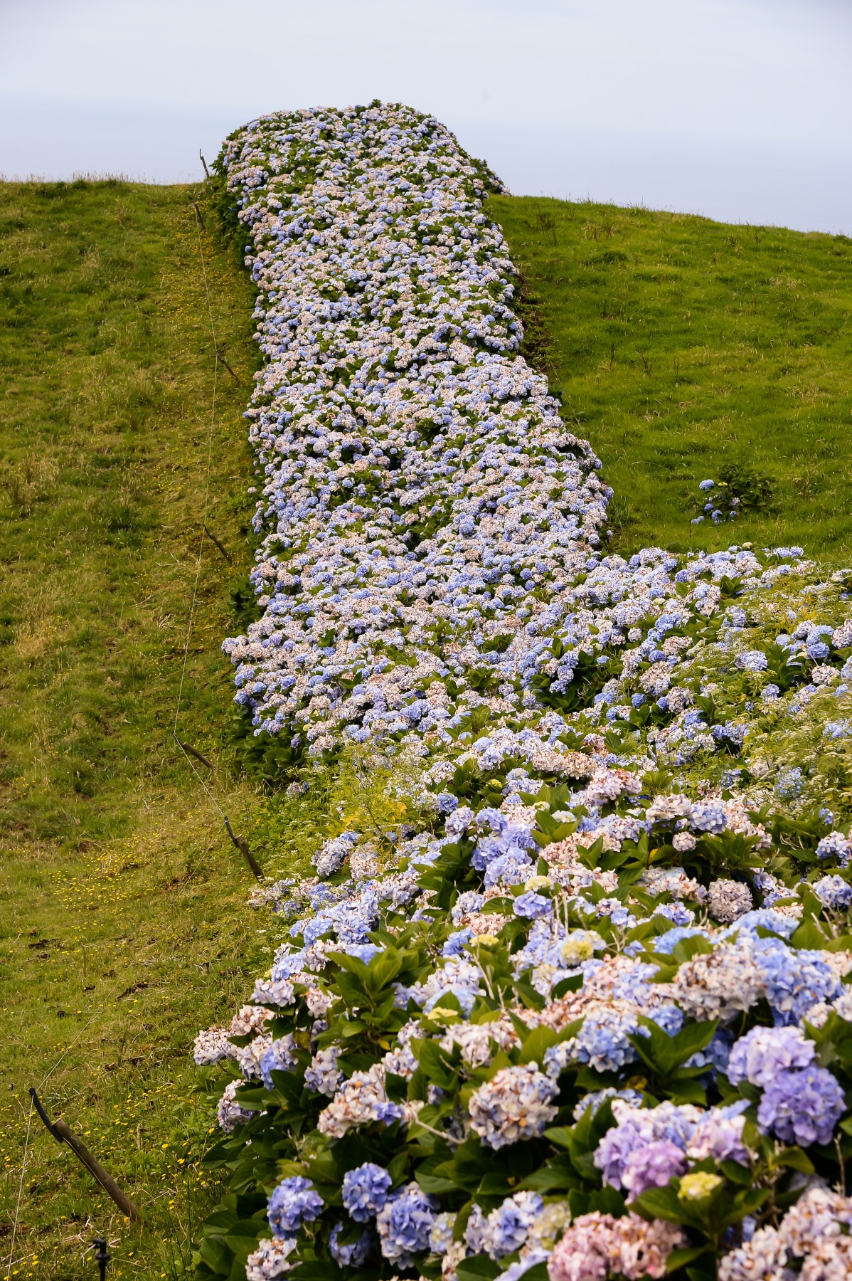 Flores Island, Acores