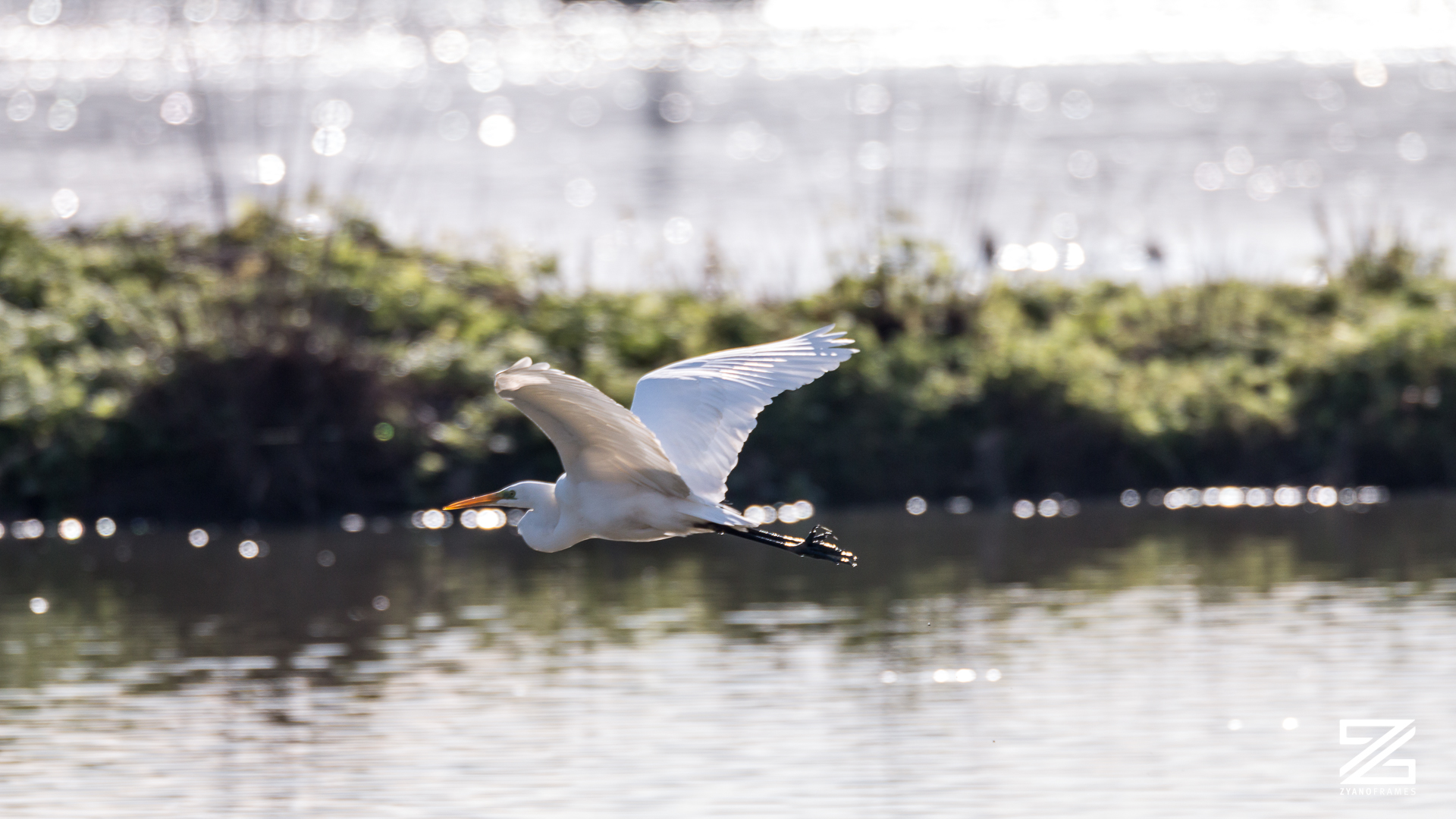 White Heron-Alviano's Oasis