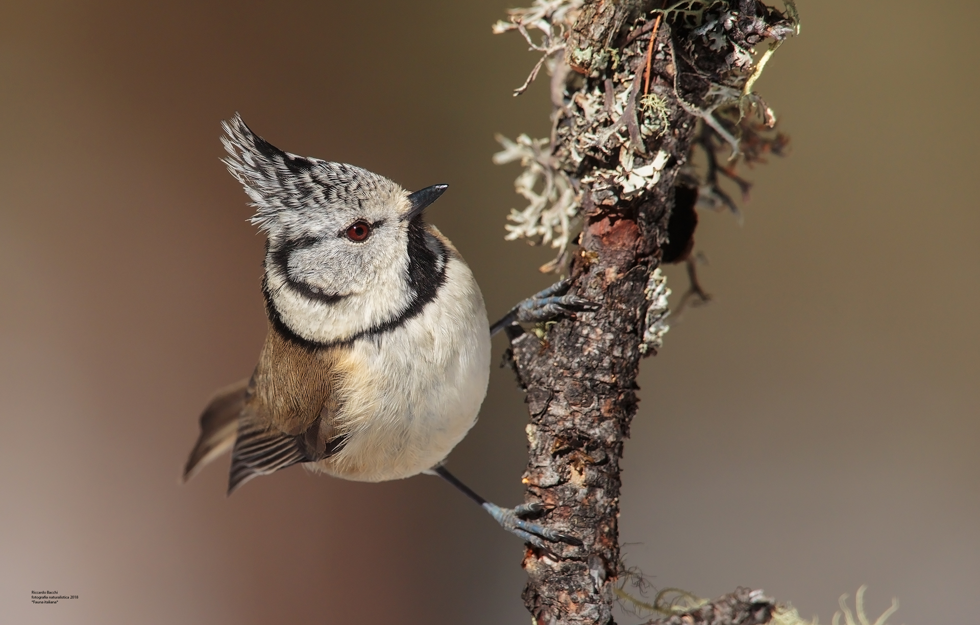 Cincia dal Ciuffo Larice e Licheni