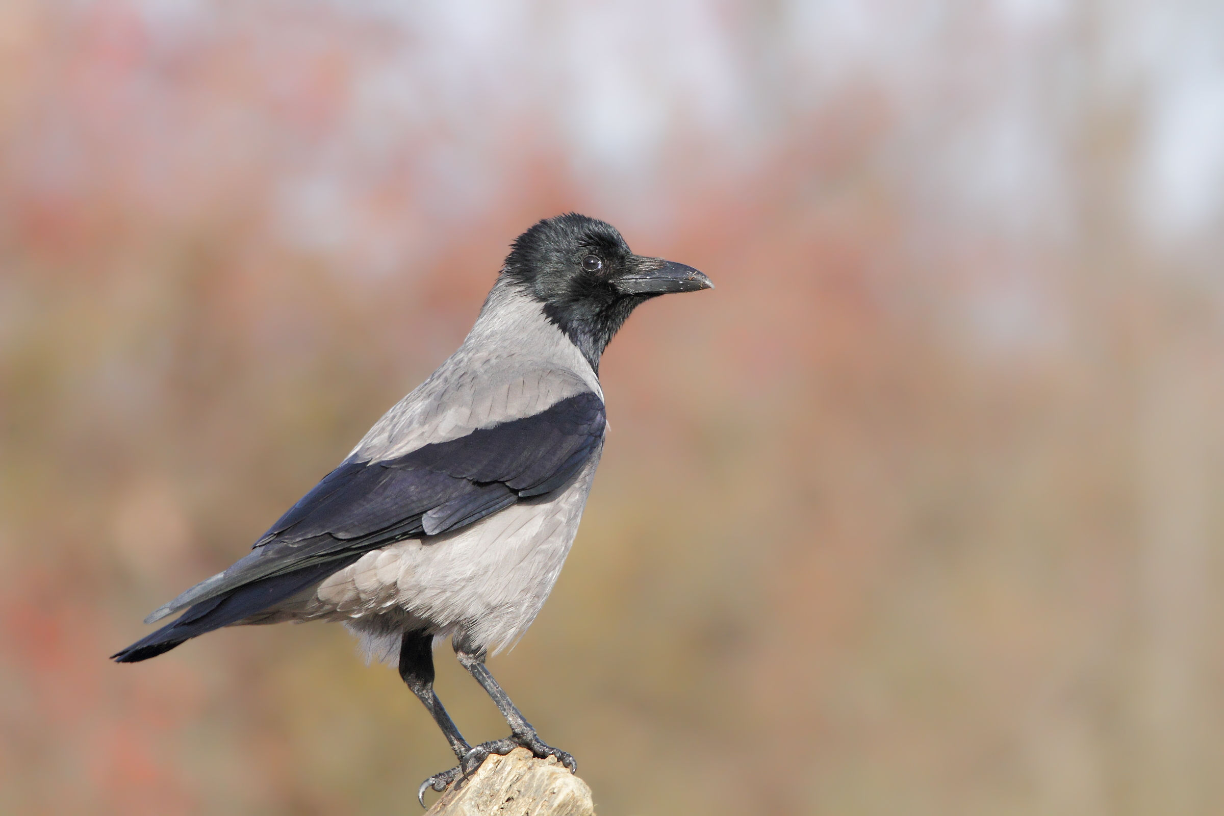 The "Beautiful" Crow puts on pose