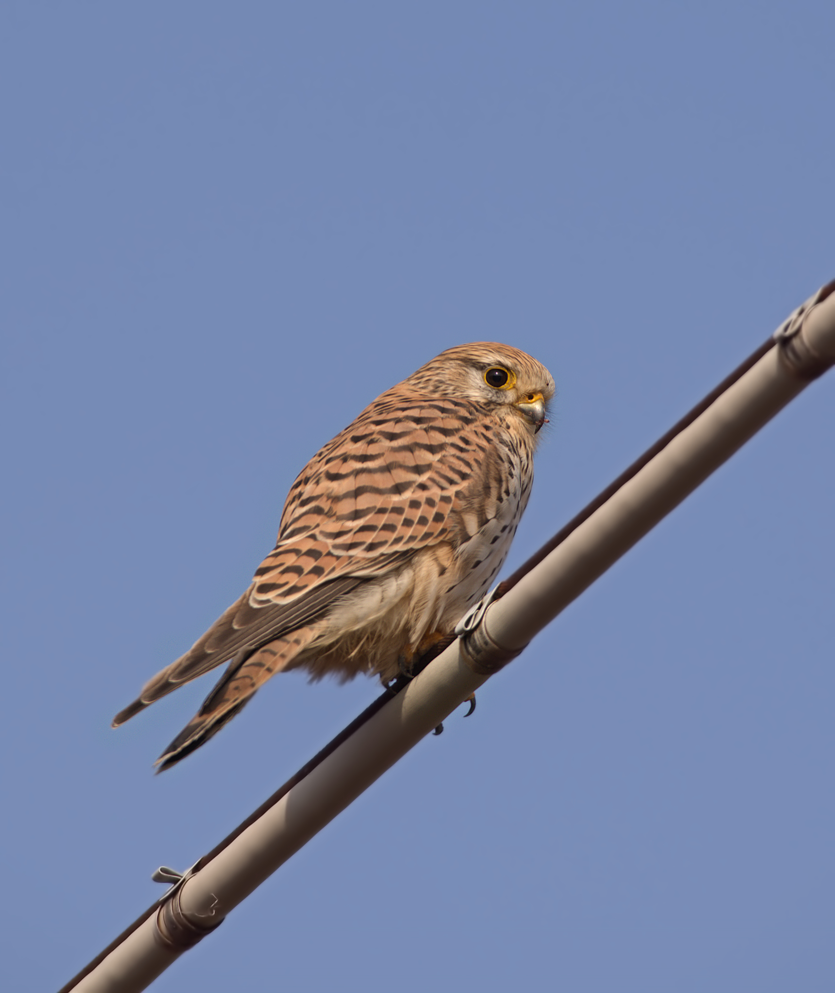 Kestrel