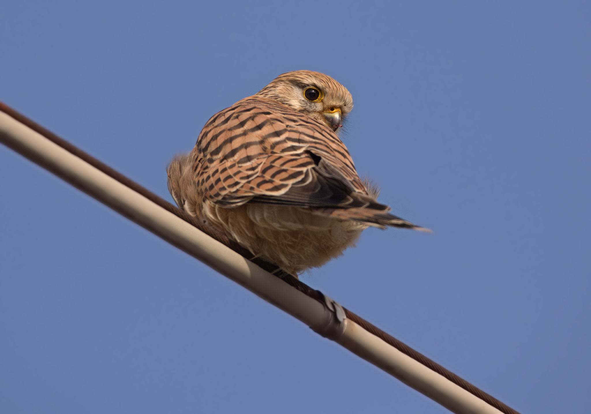 Kestrel
