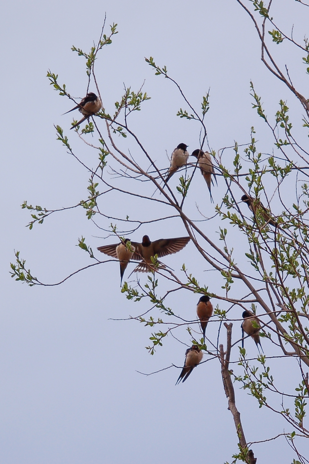 Swallow (Hirundo rustica)
