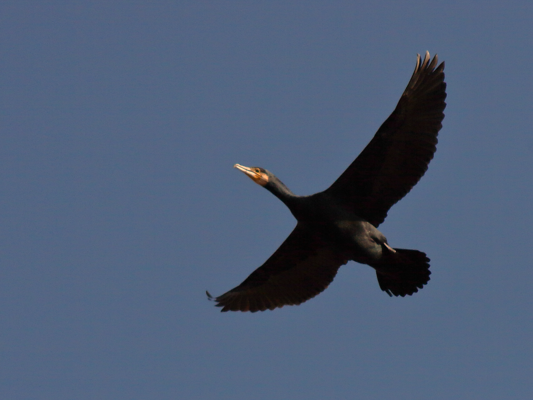 cormorano