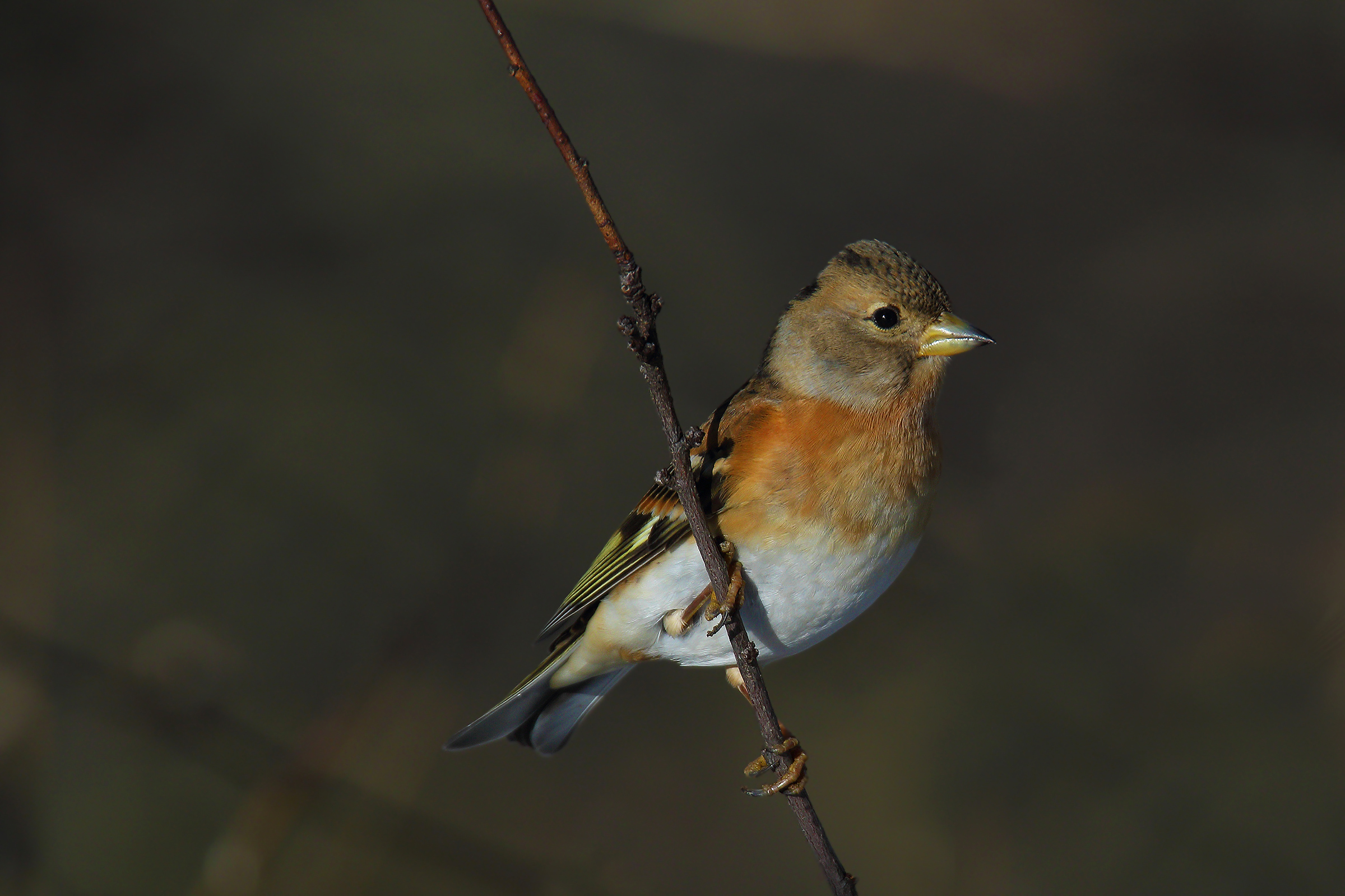 Brambling