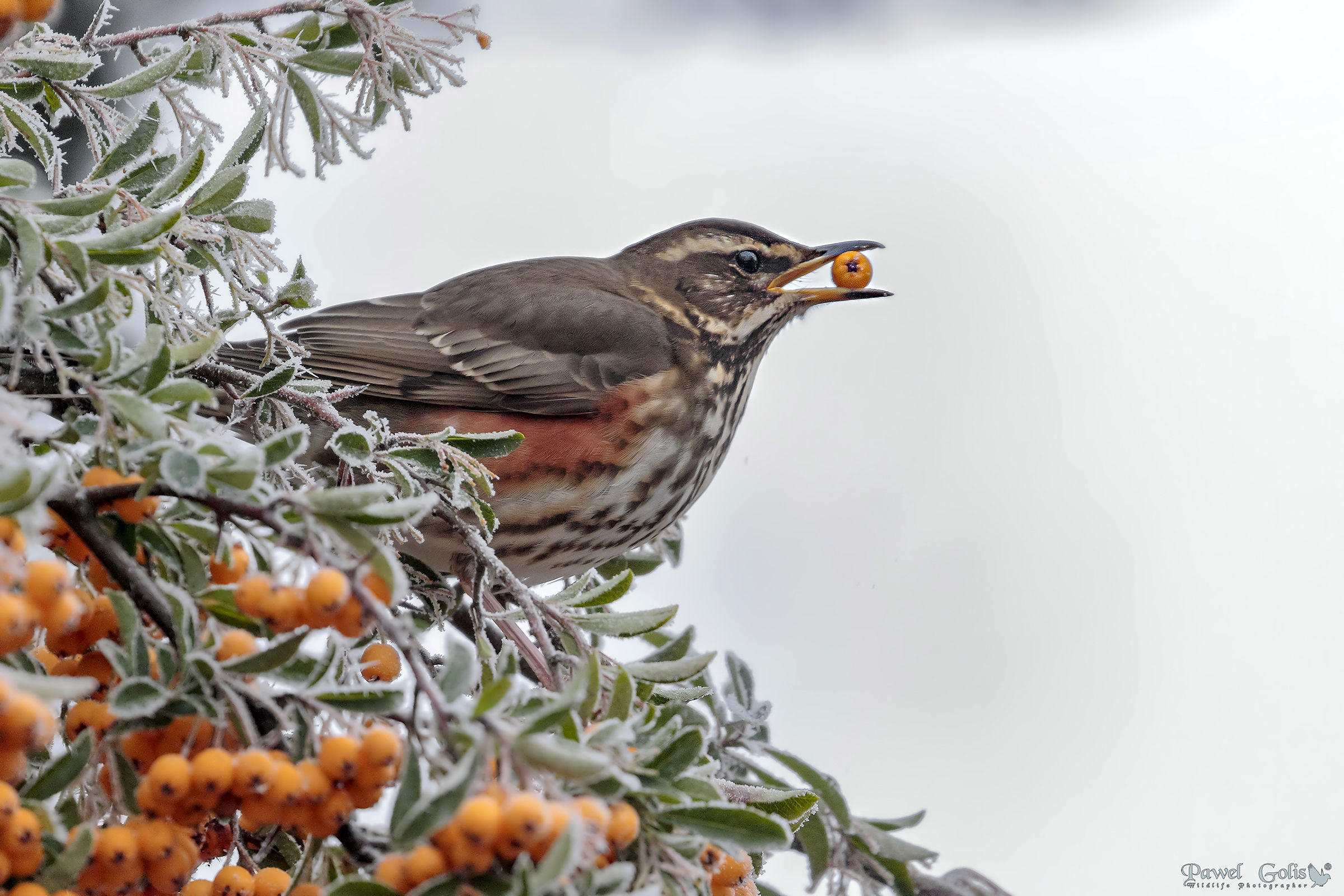 Redwing (Turdus iliacus)
