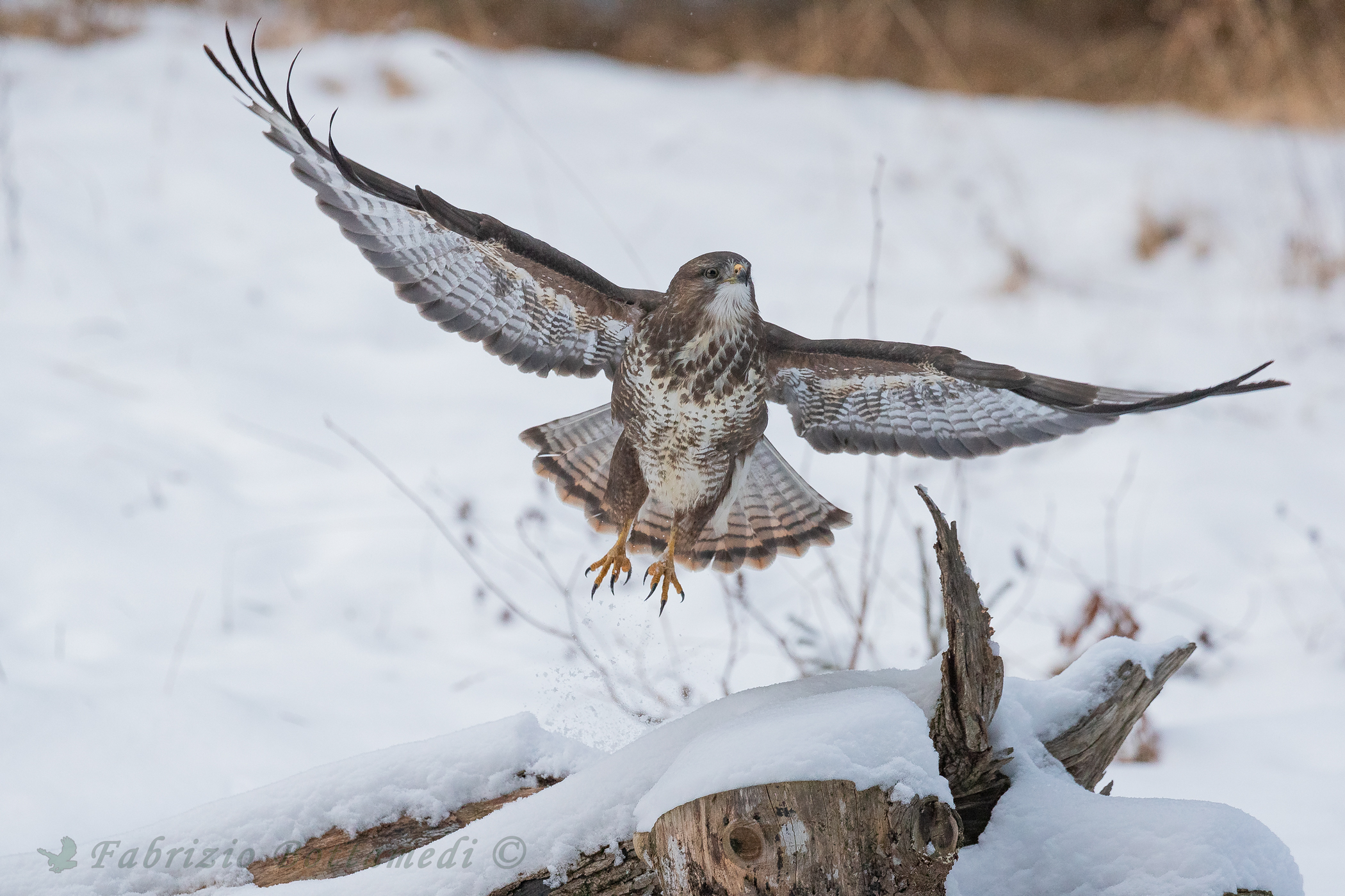 Buzzard, Reflections of White