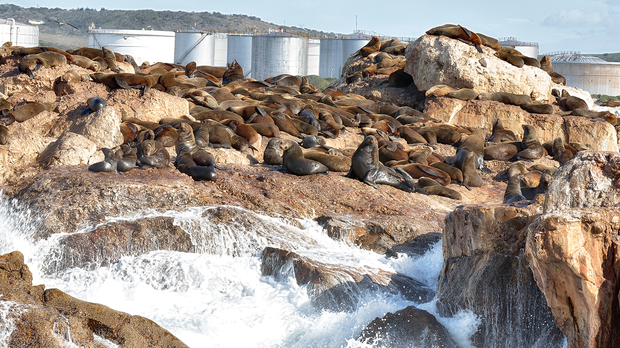 L'isola delle foche, Mossel Bay