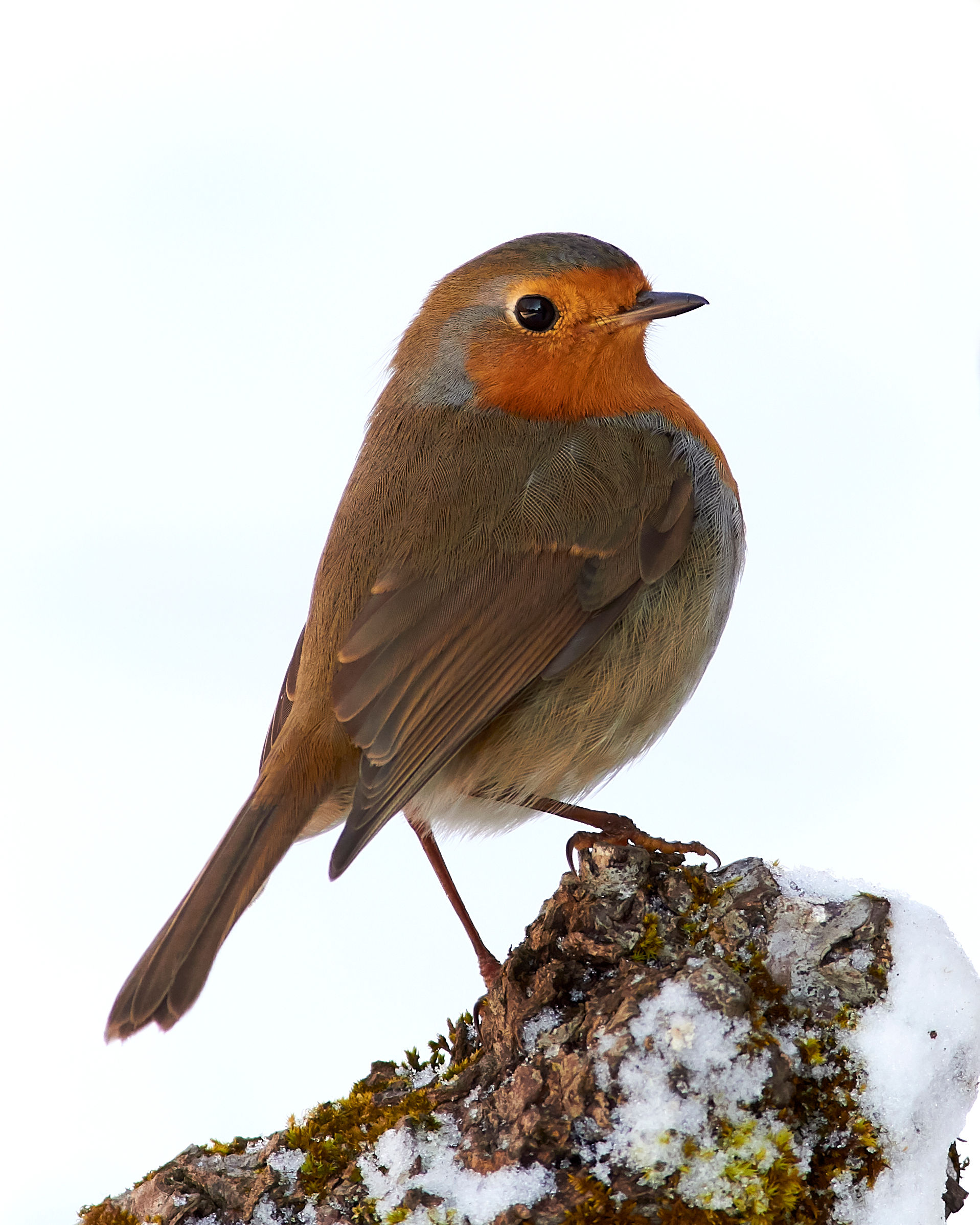 Robin