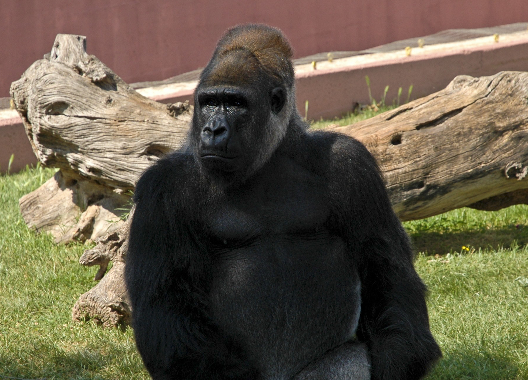 Gorilla...in cattività