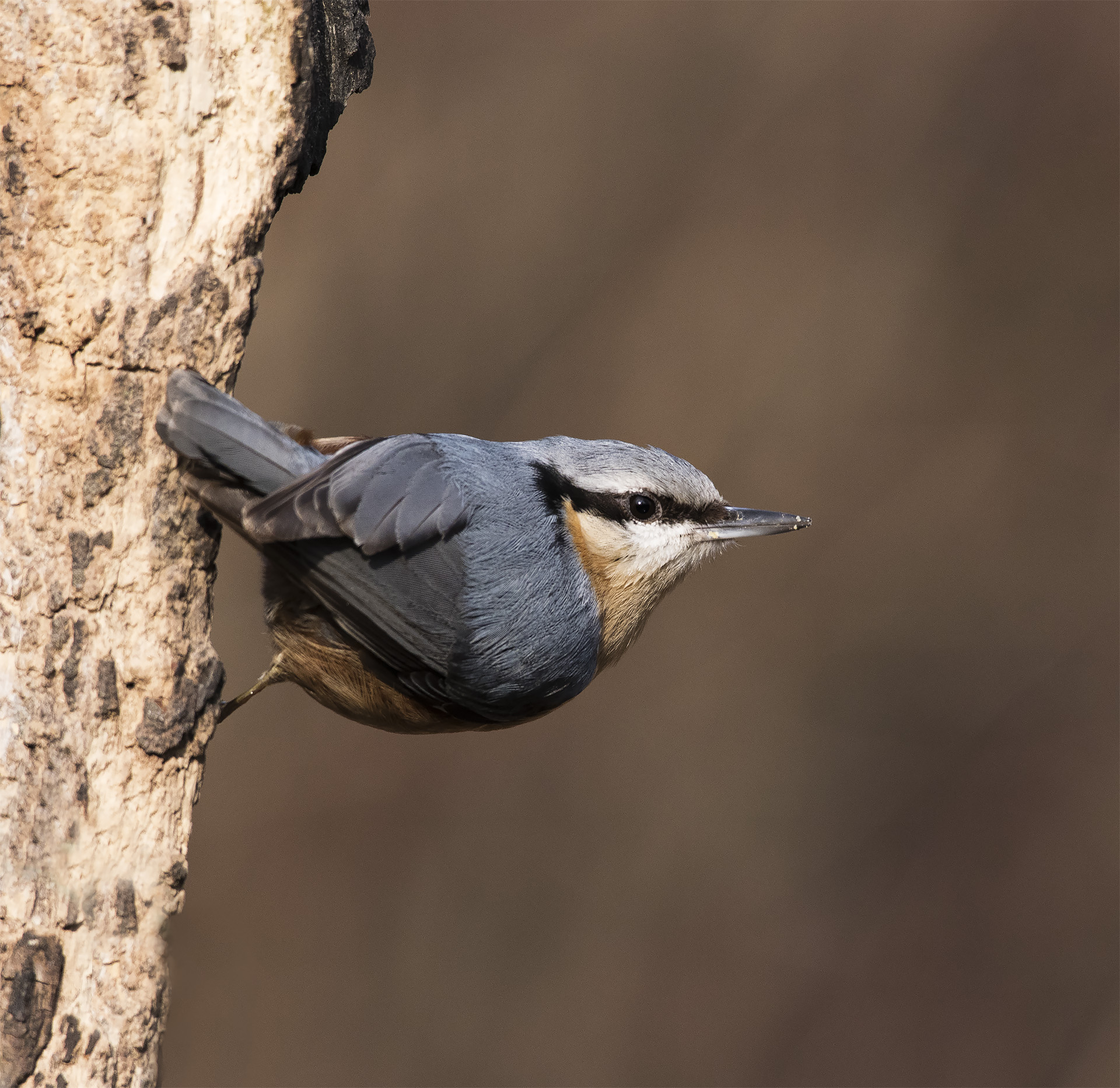 Nuthatch