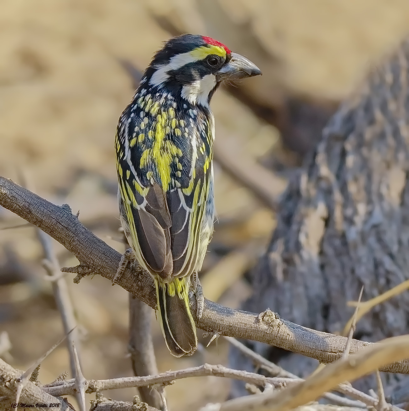 Tricholaema leucomelas (Central Kalahari)