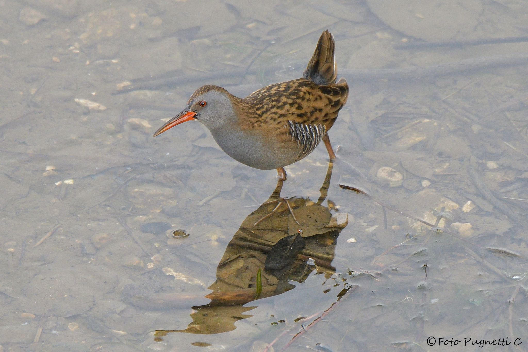 Water Rail