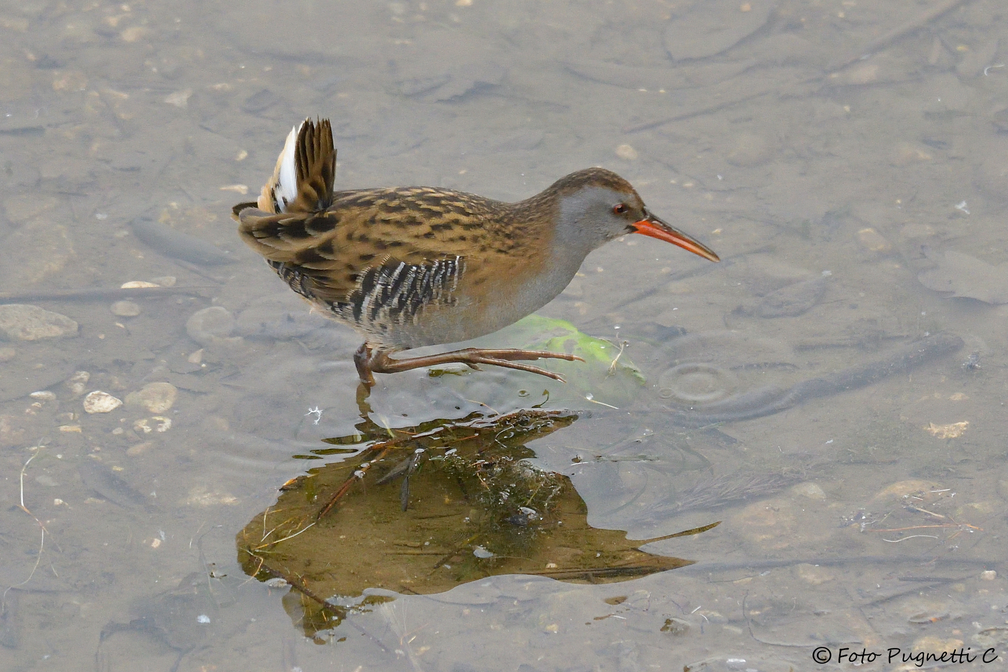 Water Rail
