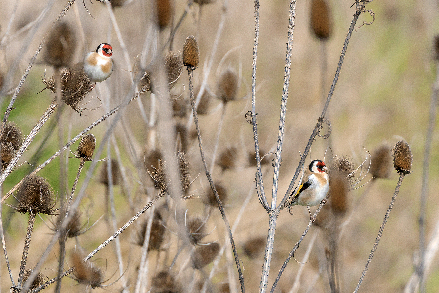 Coppia di cardellini su cardo.
