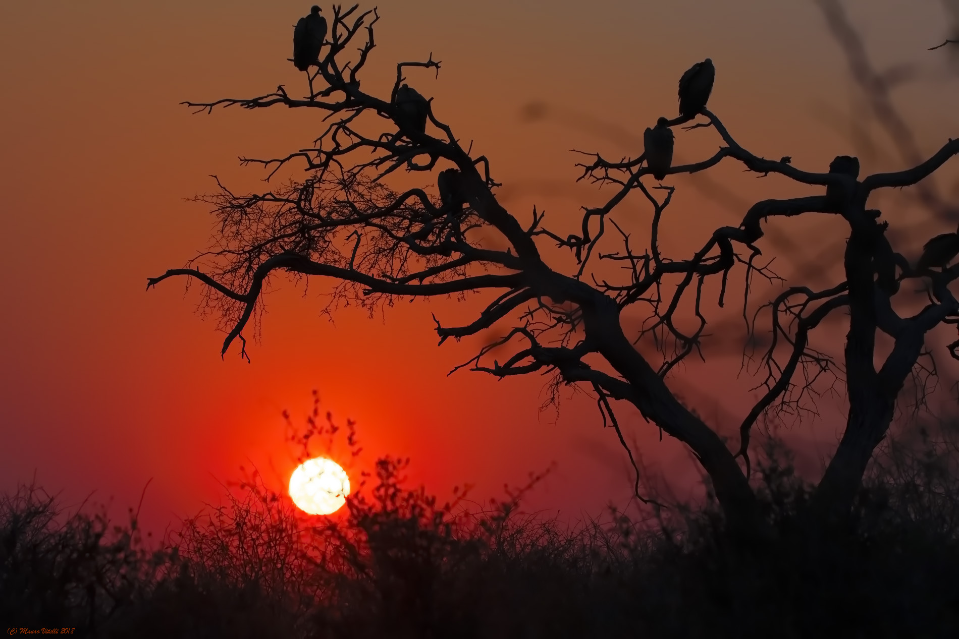 Avvoltoi all'alba (Sudafrica)