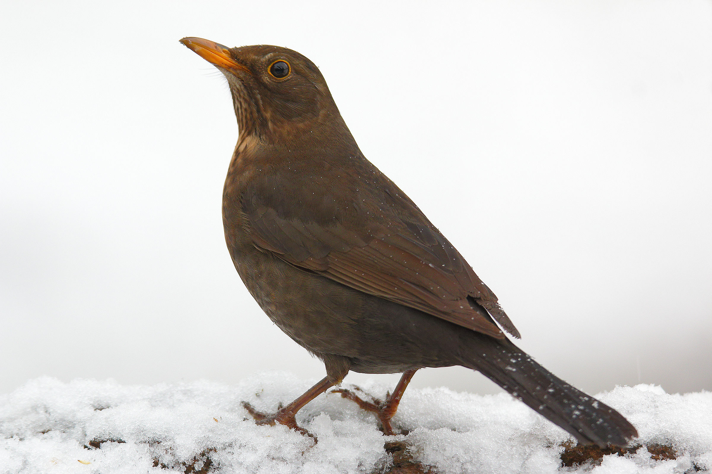 The days of the Merla