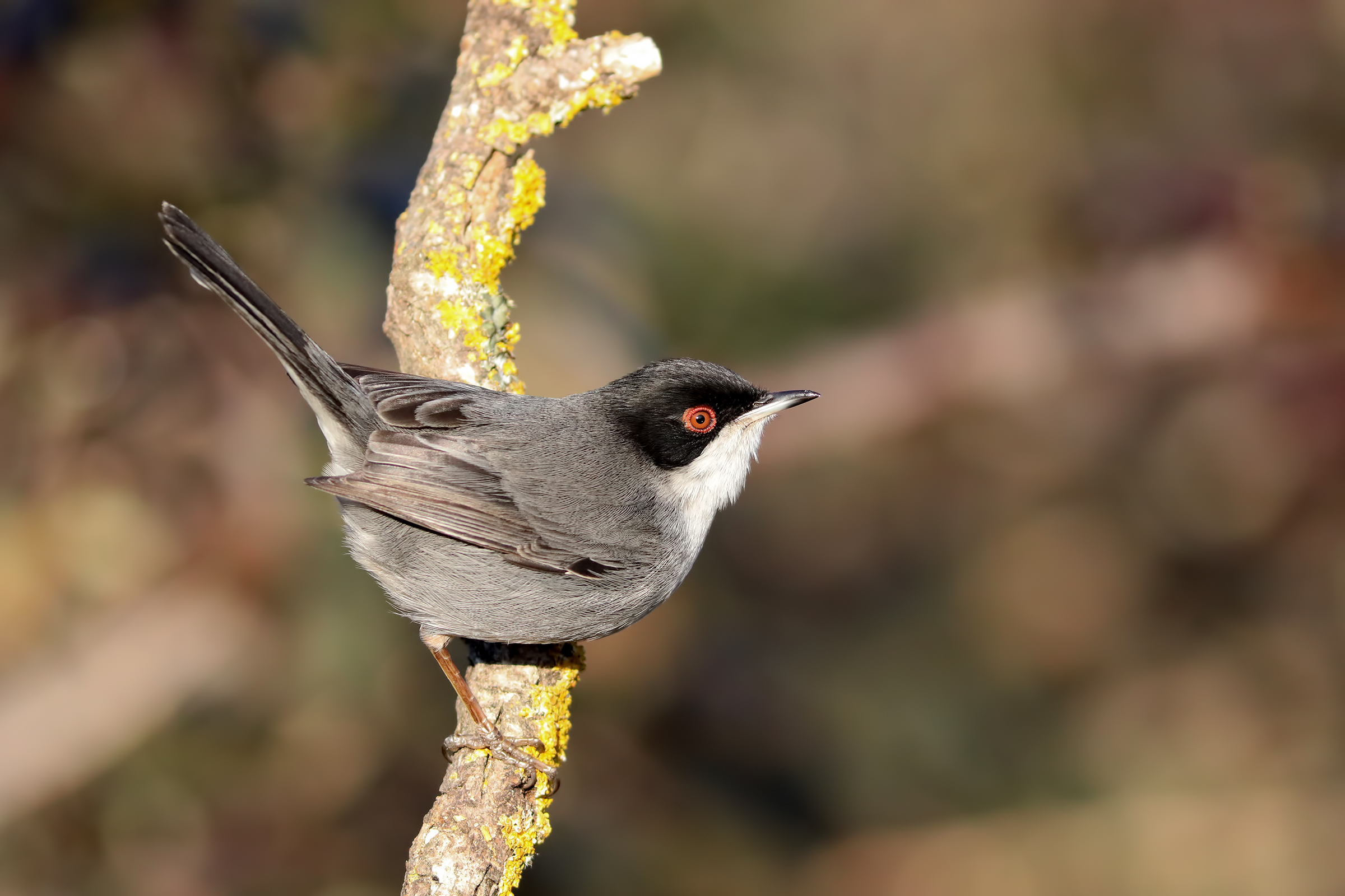 Occhiocotto     (Sylvia melanocephala)