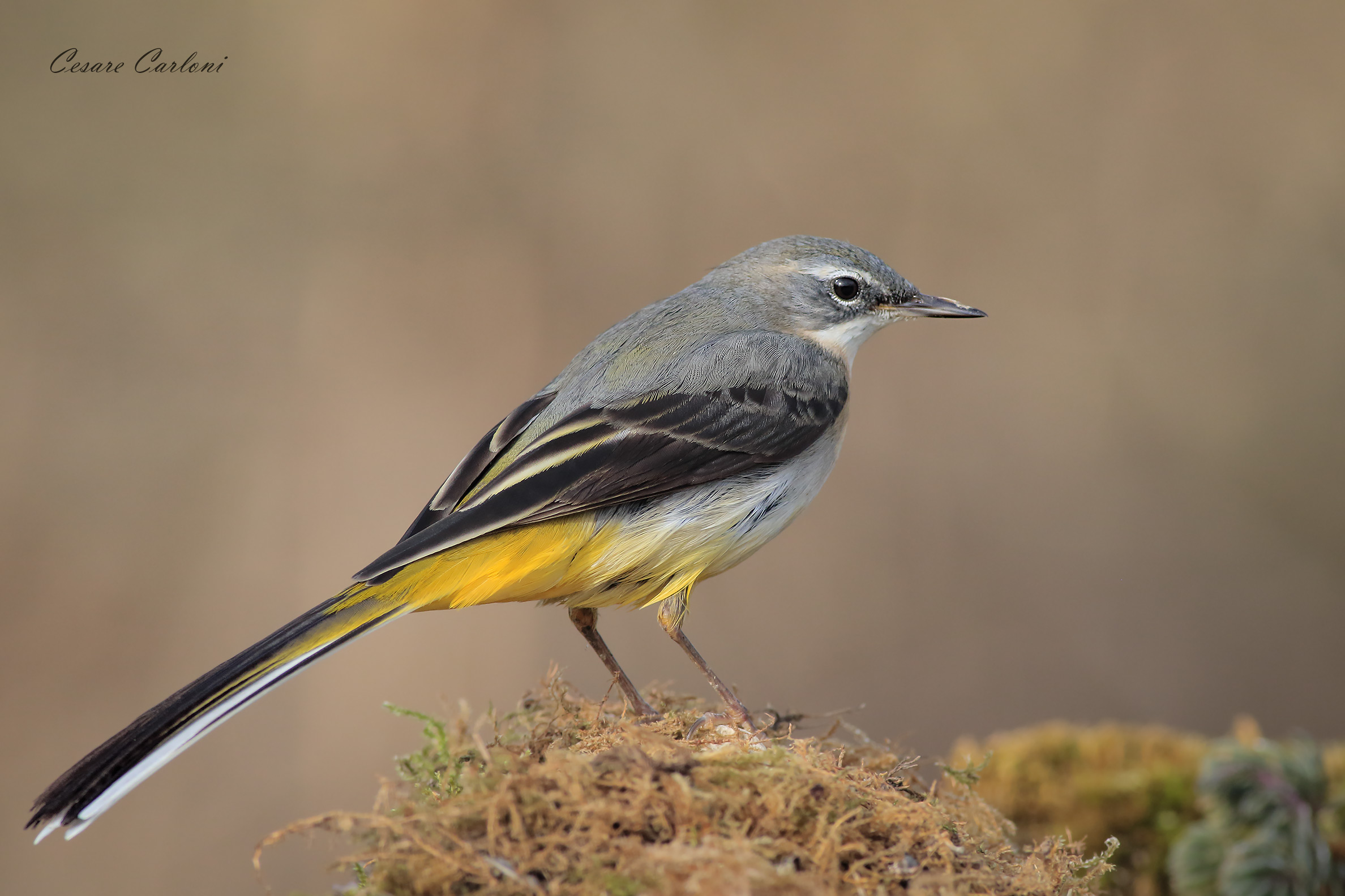 Yellow ballerina (Motacilla cinerea)