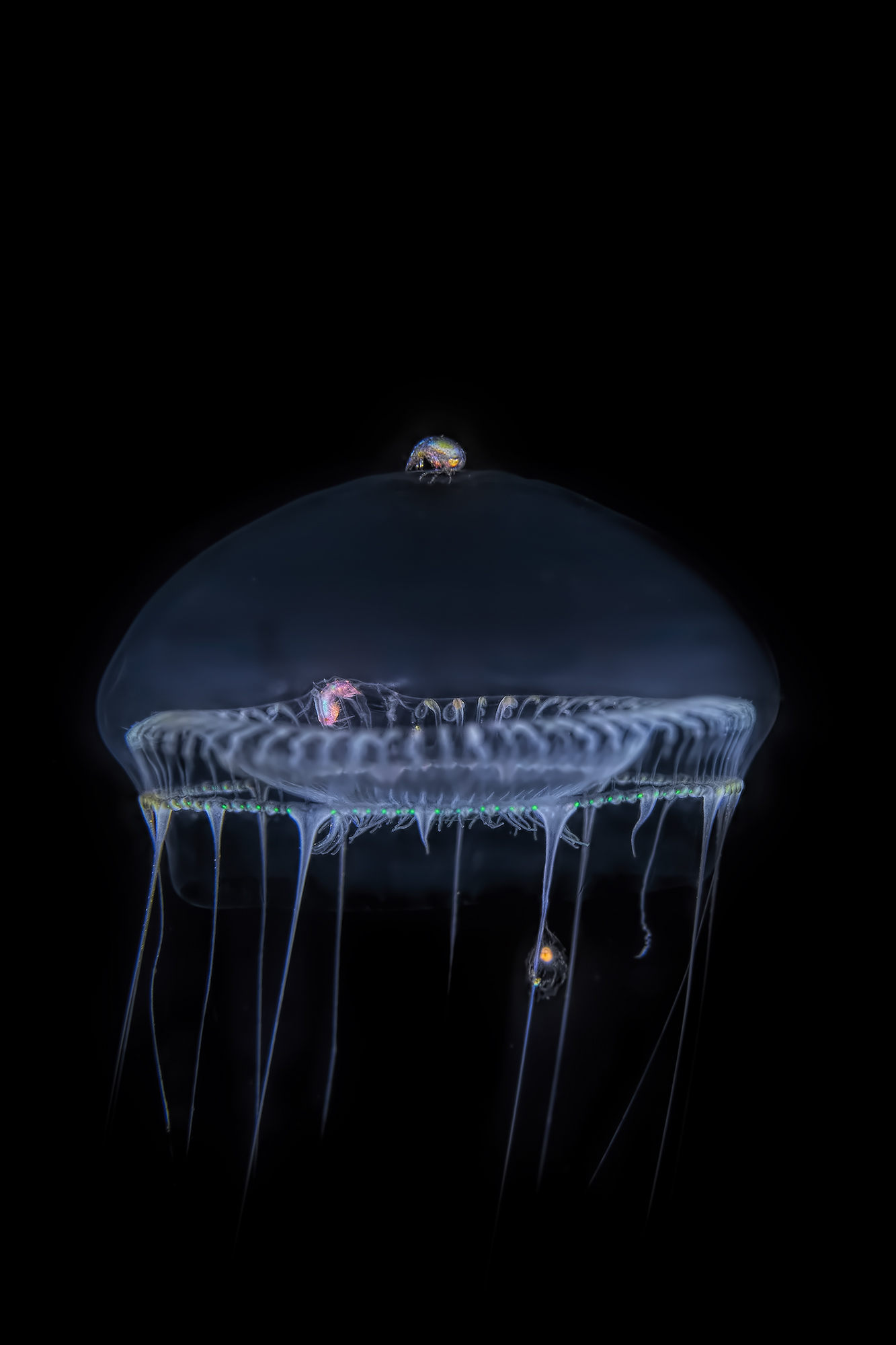 medusa & pulci di mare