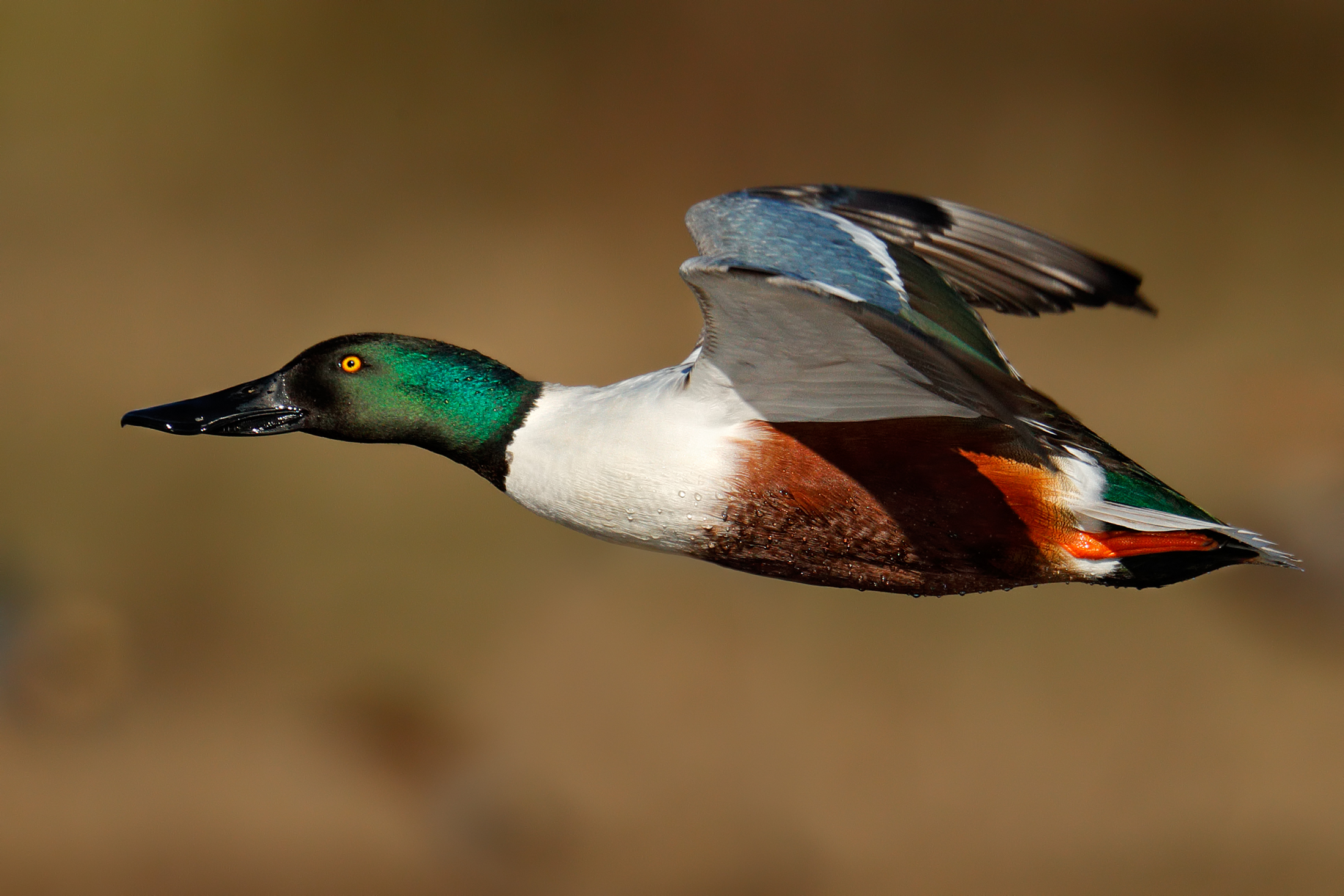 Northern Shoveler
