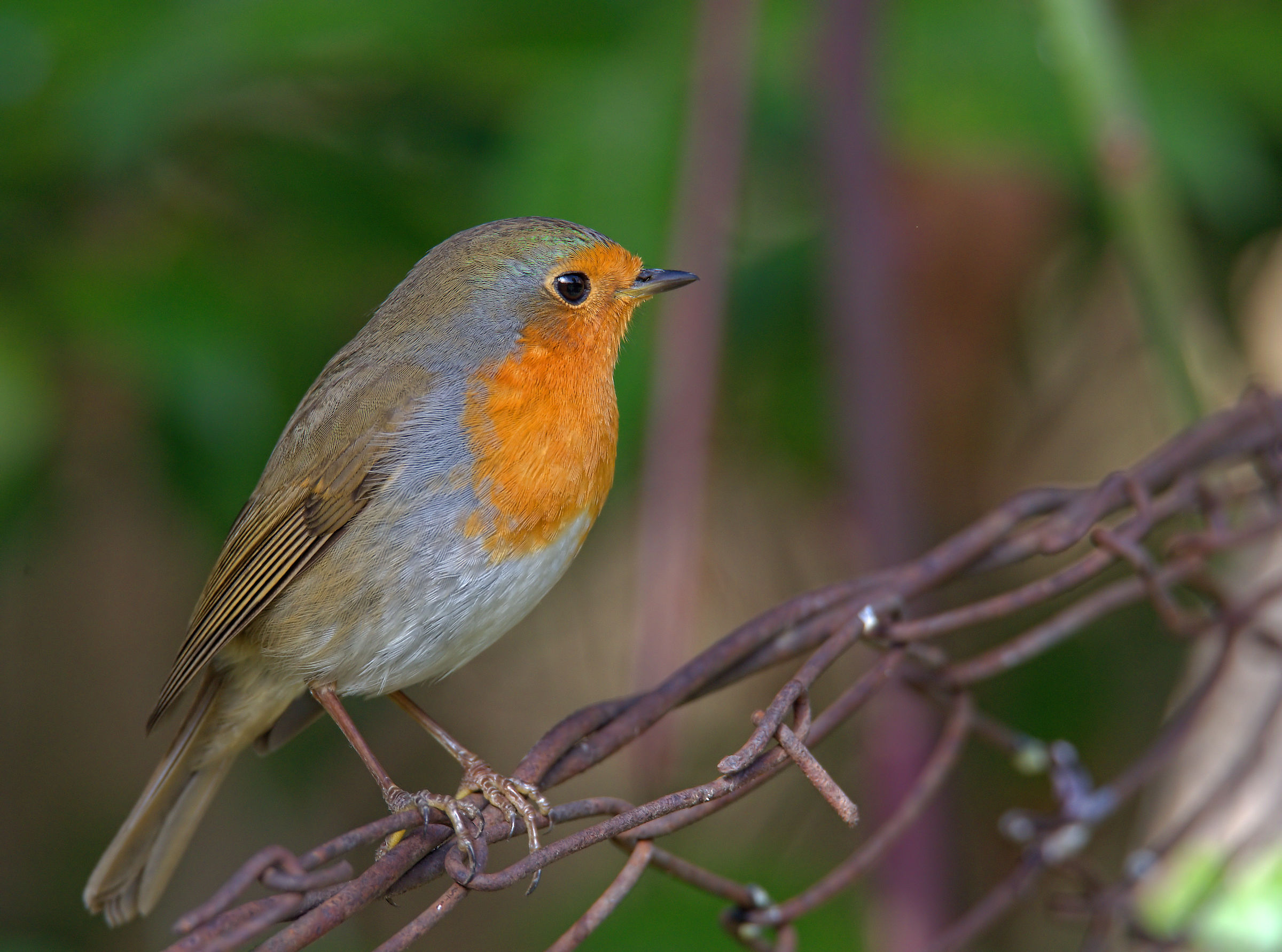 Robin