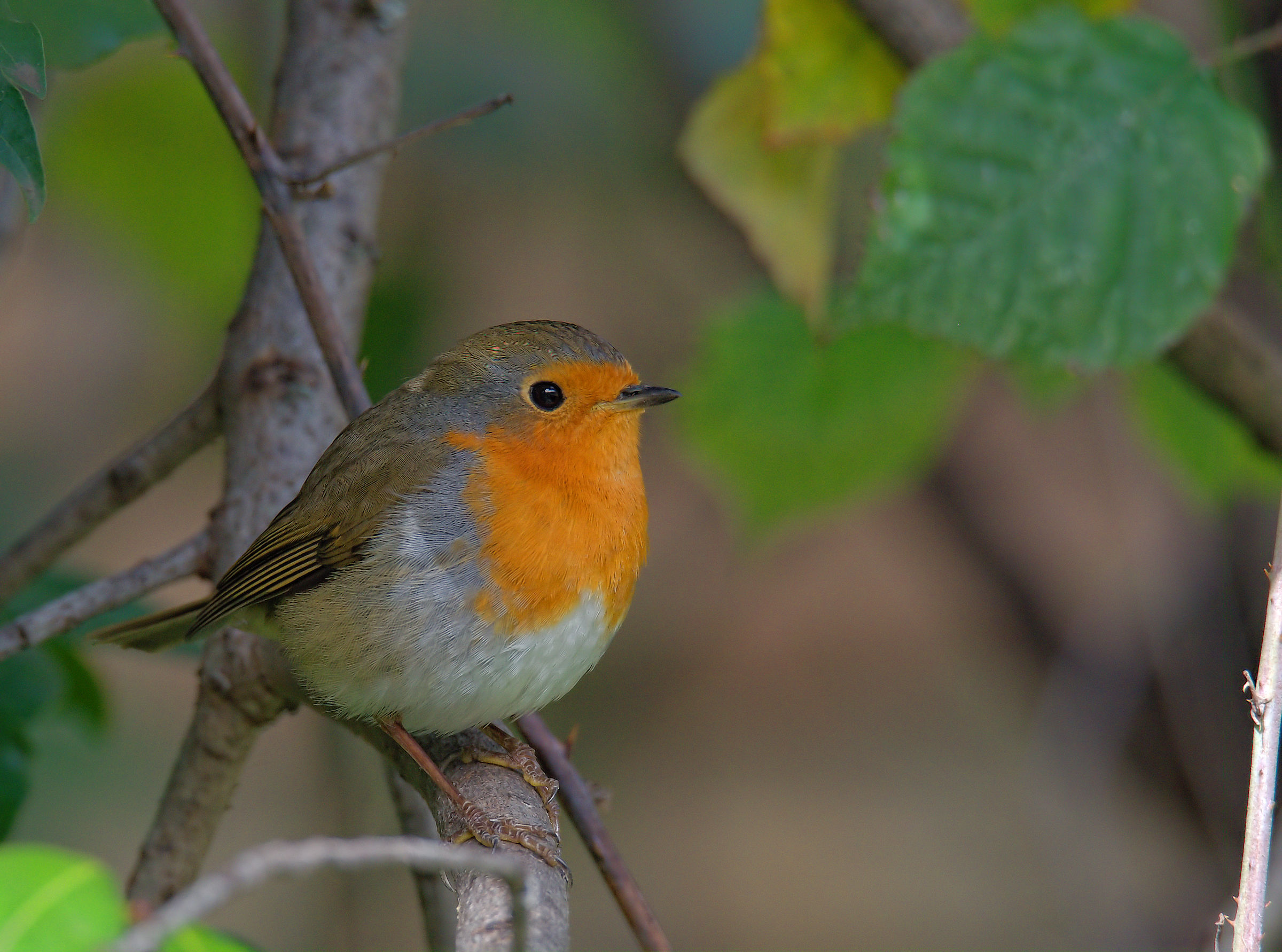 Robin