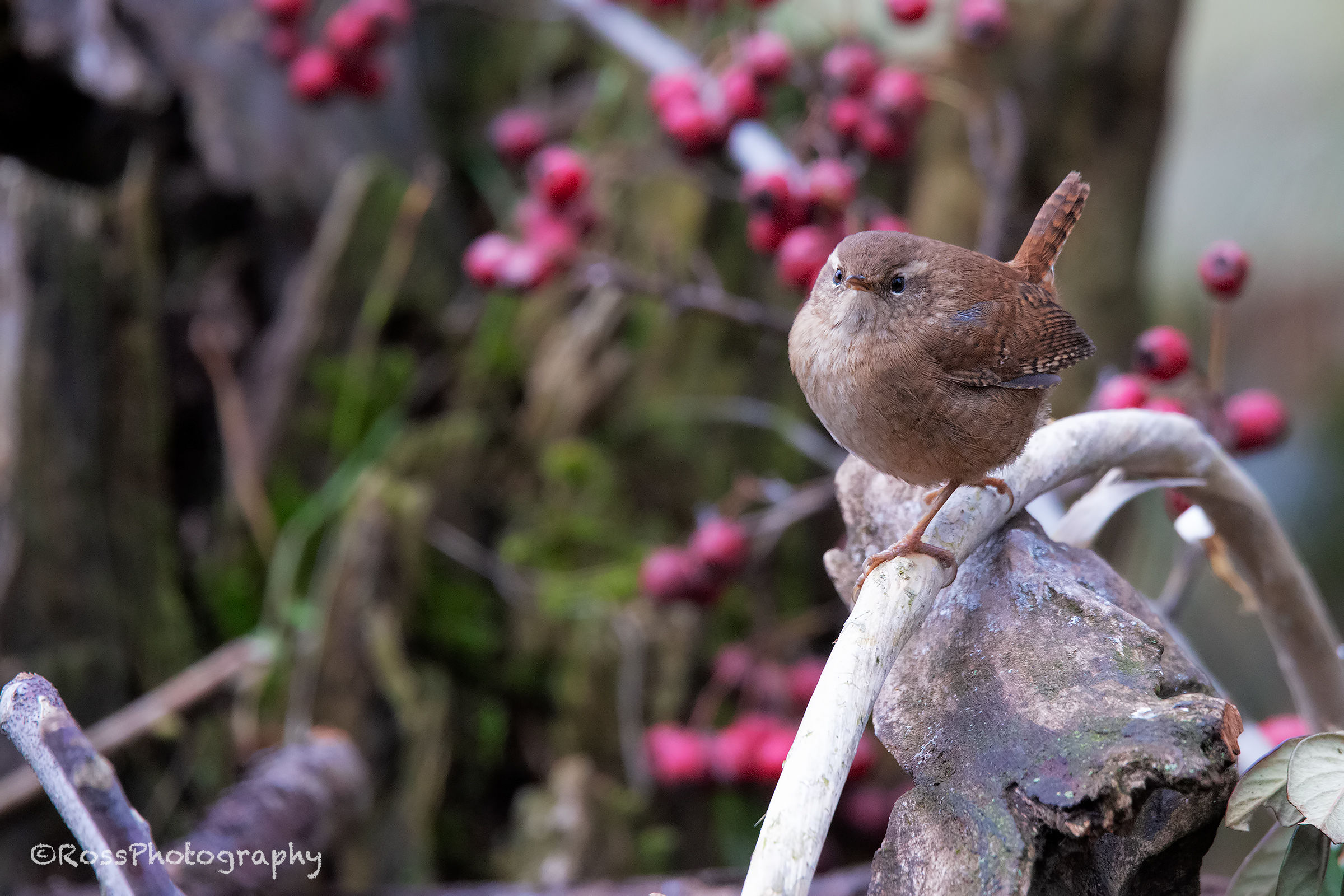 Wren