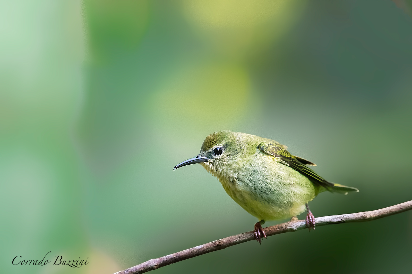 Click Done in Costa Rica