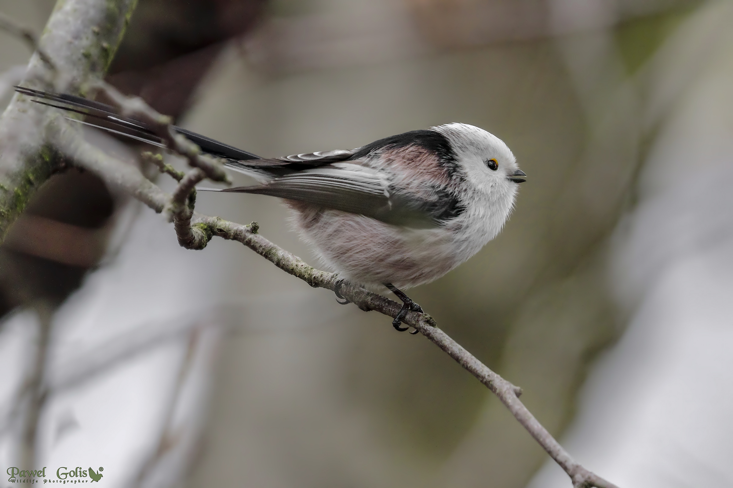 Bushtit dalla coda lunga (Aegithalos caudatus)
