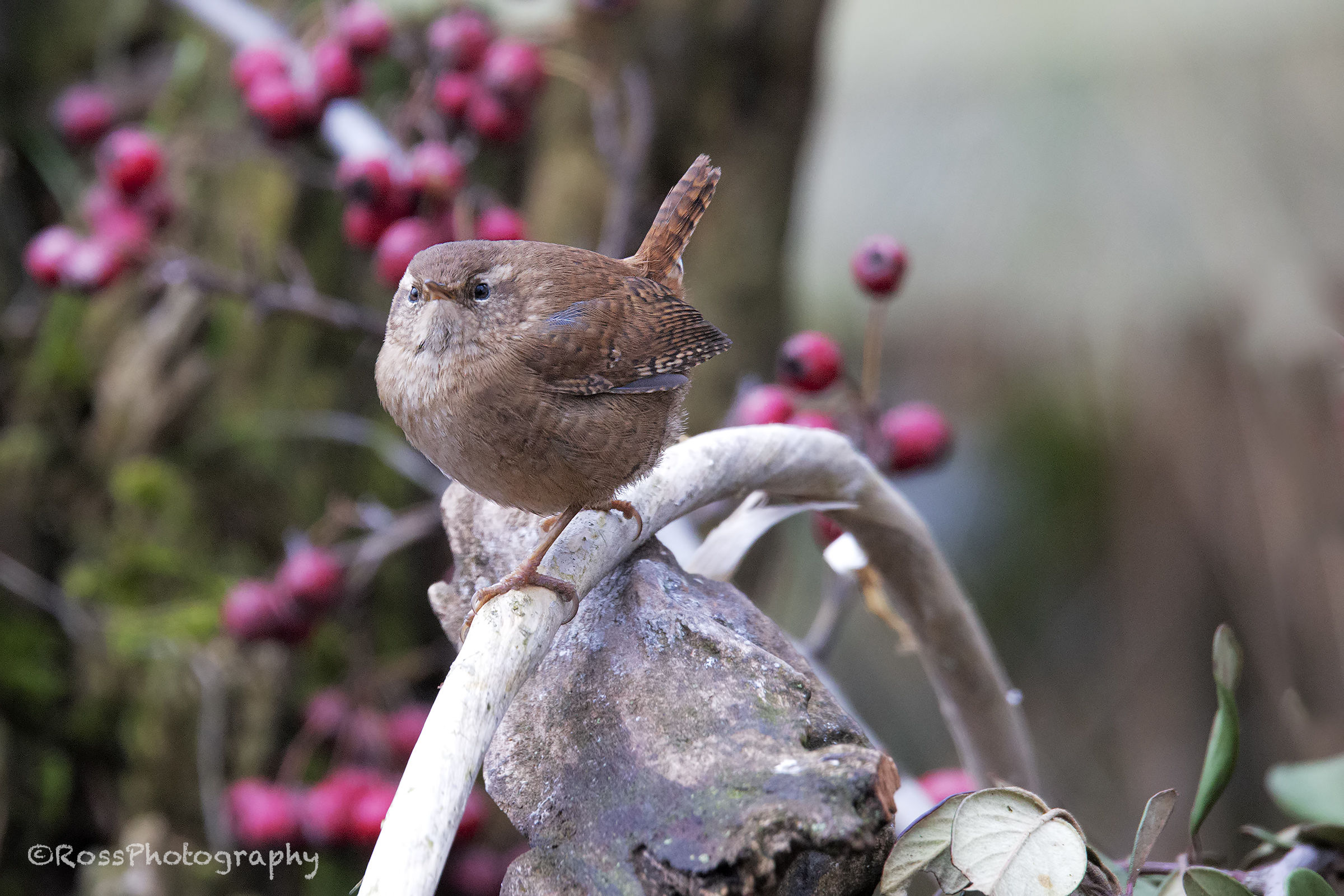 Wren