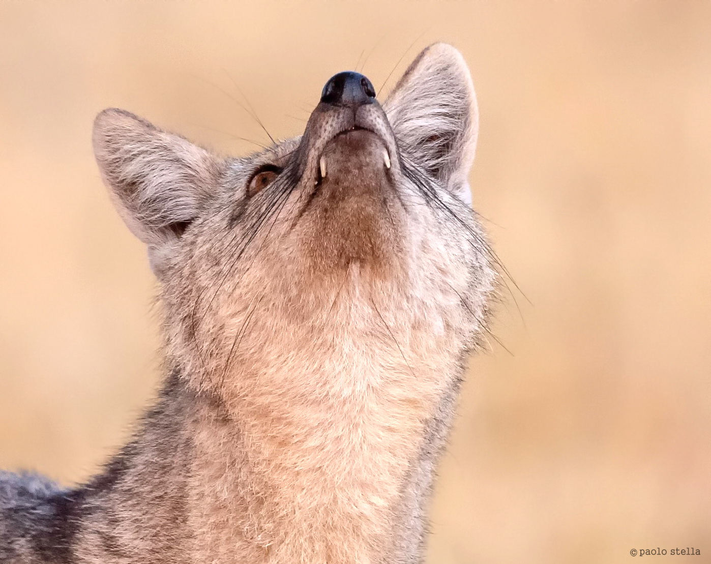 The attentive jackal