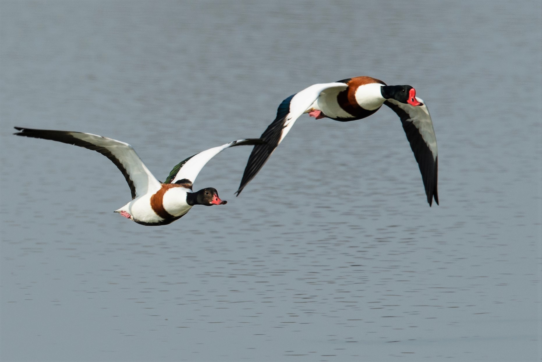 Couple of Shelducks